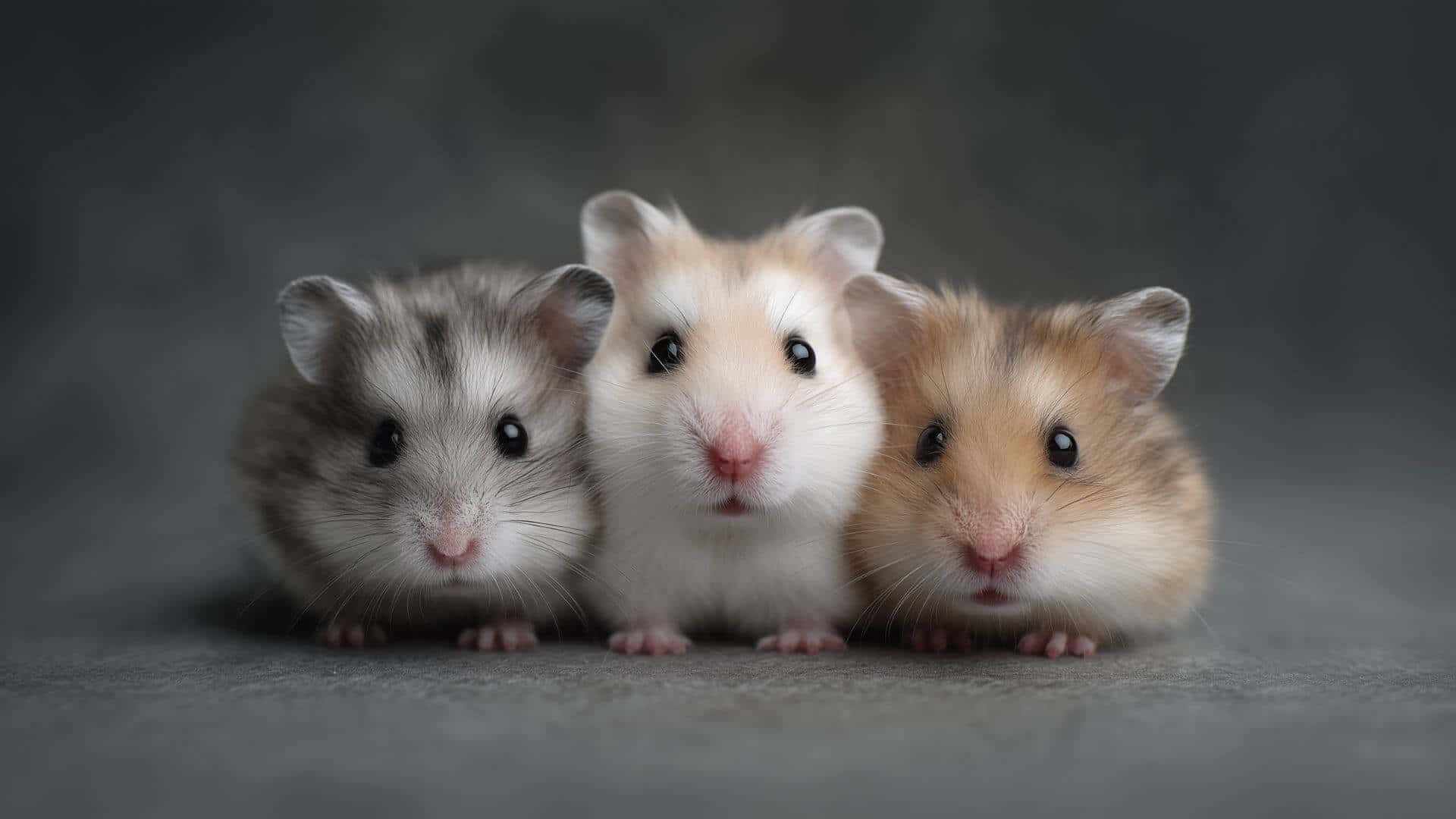 Cute hamsters, guinea pigs and small pets looking for homes