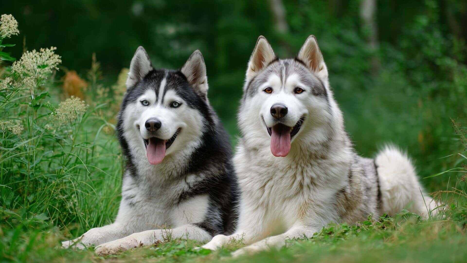 Siberian Husky Breeding Petmeetly