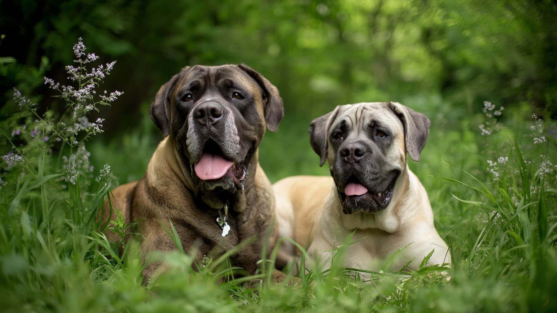 Mastiff Breeding Petmeetly