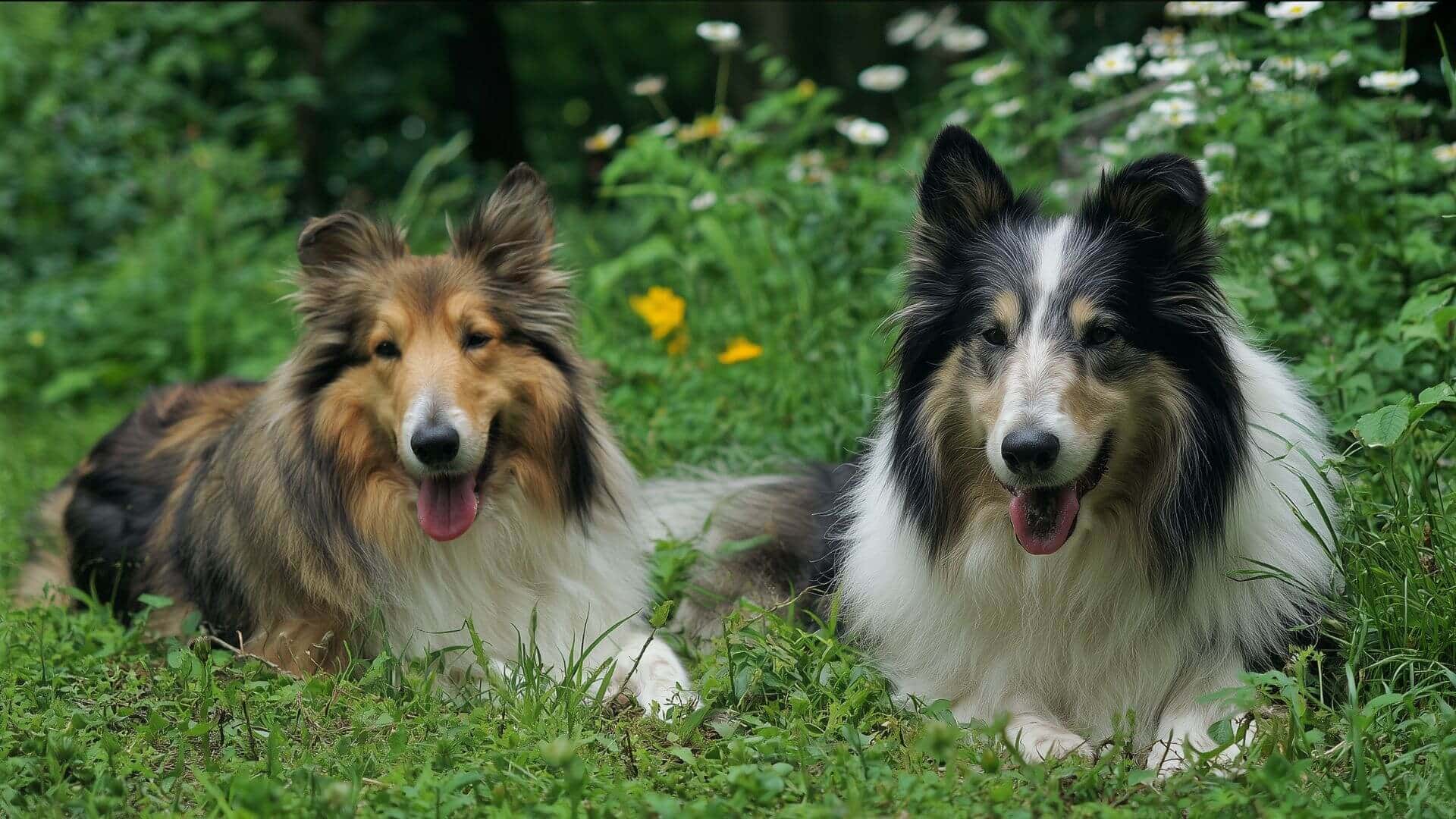 Collie Breeding Petmeetly