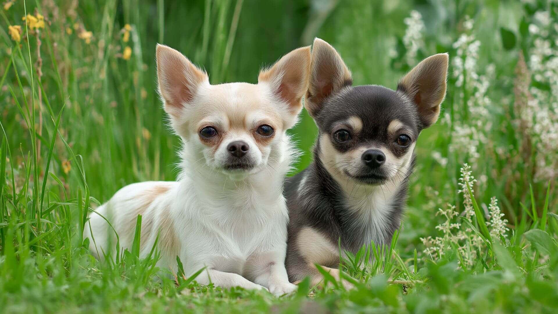 Chihuahua Breeding Petmeetly