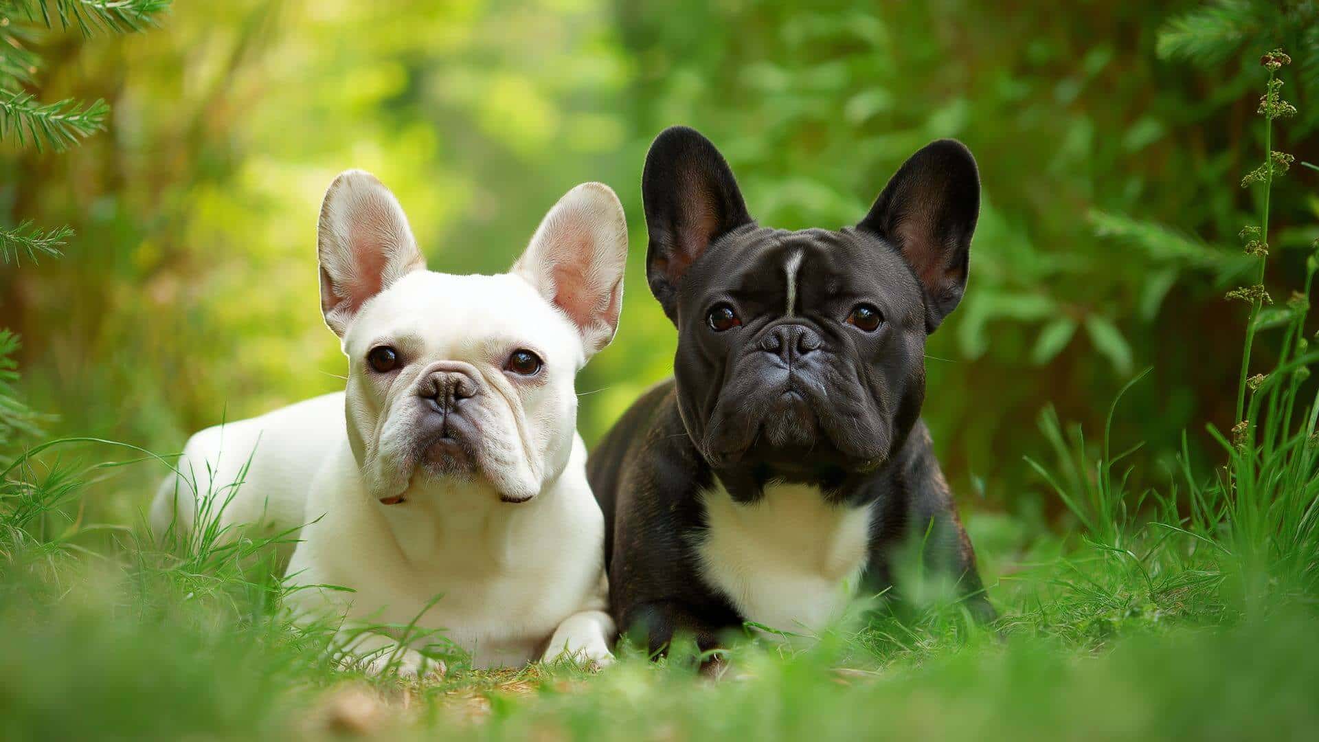 French Bulldog Breeding Petmeetly 2
