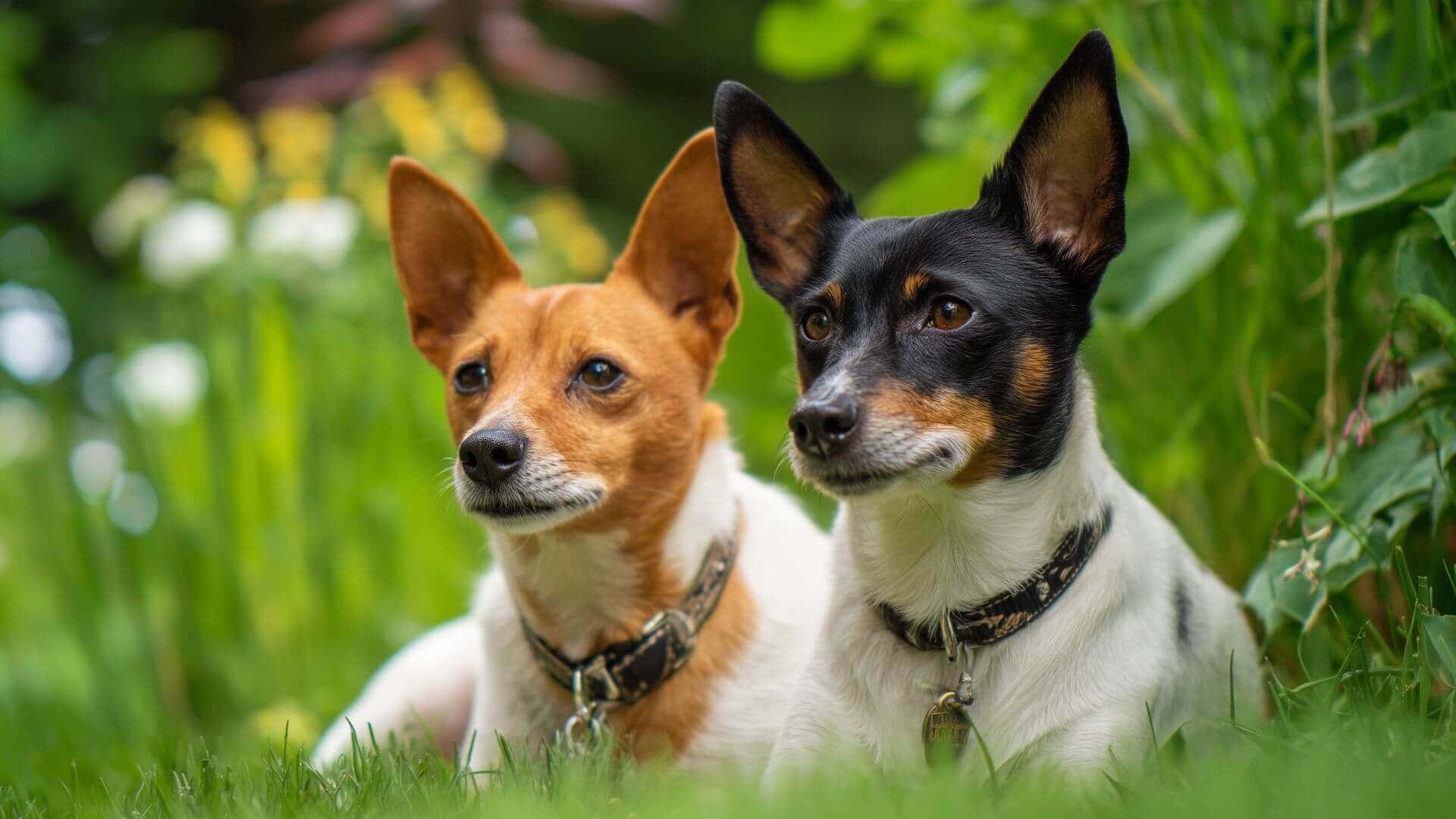 Rat Terrier Breeding Petmeetly