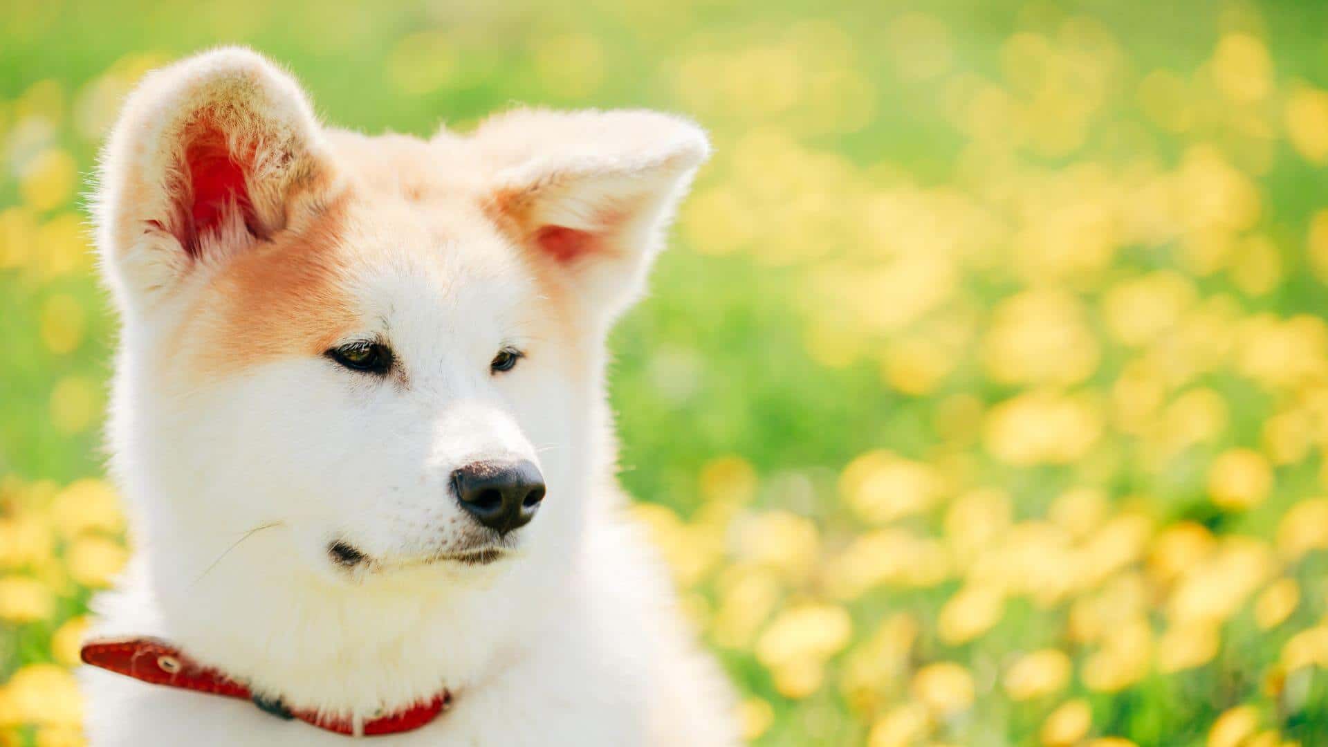 Akita For Adoption - Loving Akita For Adoption Dogs Looking for Forever Homes