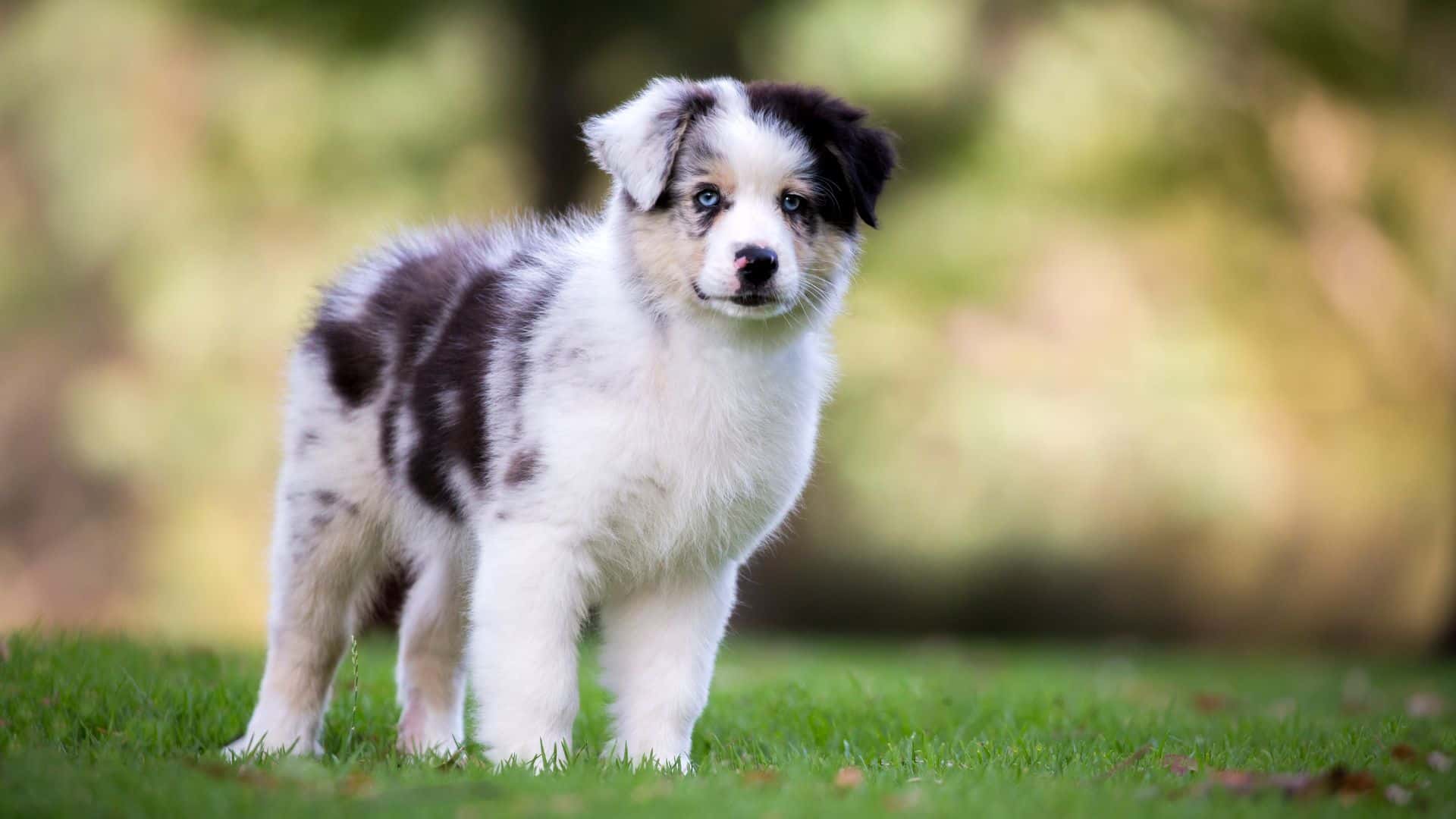 Australian Shepherd For Adoption - Loving Australian Shepherd For Adoption Dogs Looking for Forever Homes