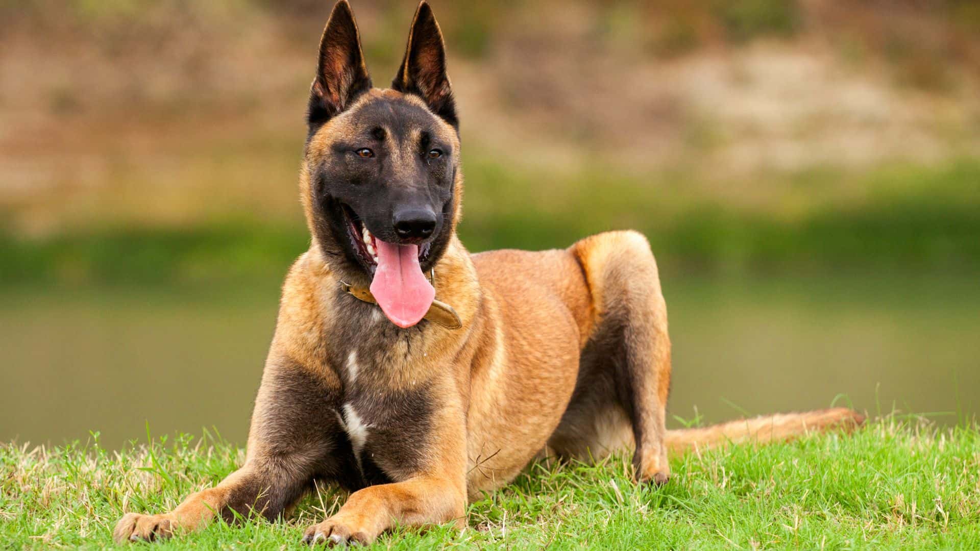 Belgian Malinois For Adoption - Loving Belgian Malinois For Adoption Dogs Looking for Forever Homes