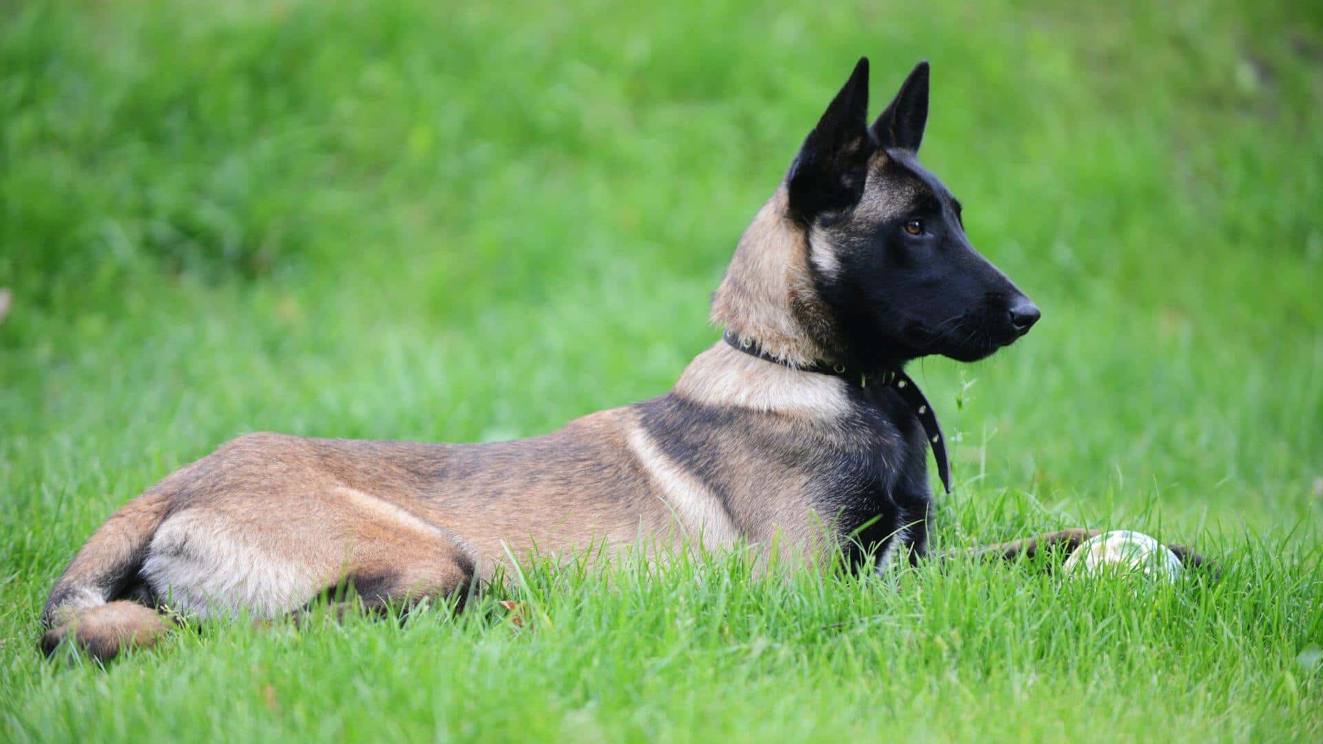 Belgian Malinois Dogs for Sale - Find Your Perfect Belgian Malinois Dogs Puppy