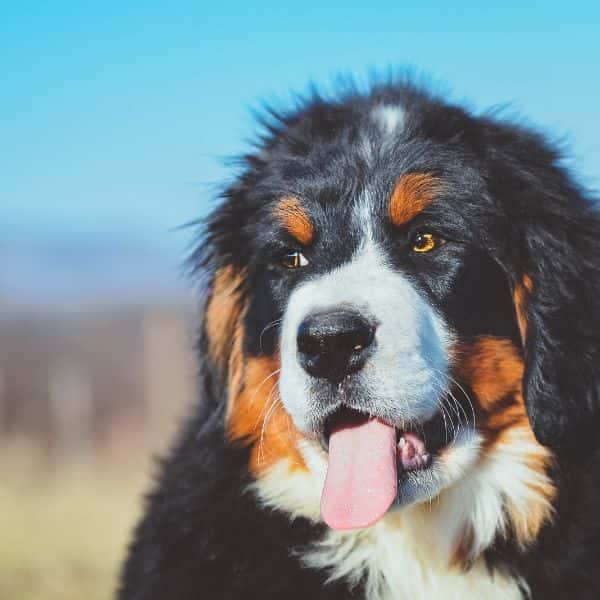Bernese Mountain Dog For Adoption - Loving Bernese Mountain Dog For Adoption Dogs Looking for Forever Homes