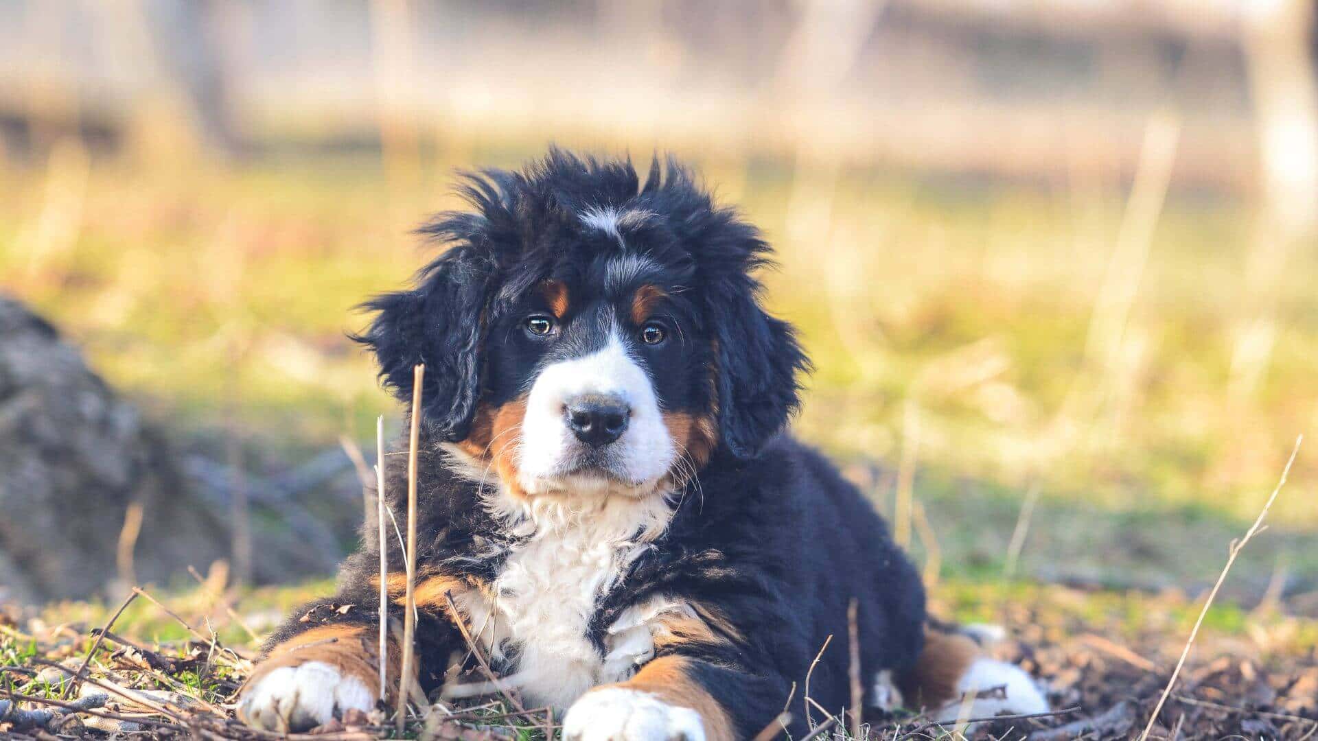 Bernese Mountain Dog Puppies & Dogs for Sale - Find Your Perfect Bernese Mountain Dog Puppies & Dogs Puppy
