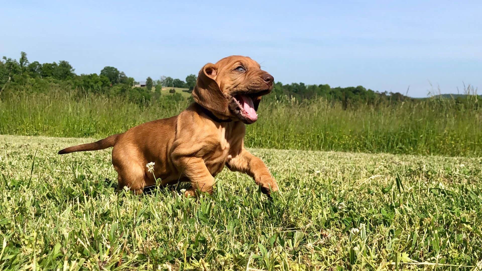 Bloodhound For Adoption - Loving Bloodhound For Adoption Dogs Looking for Forever Homes