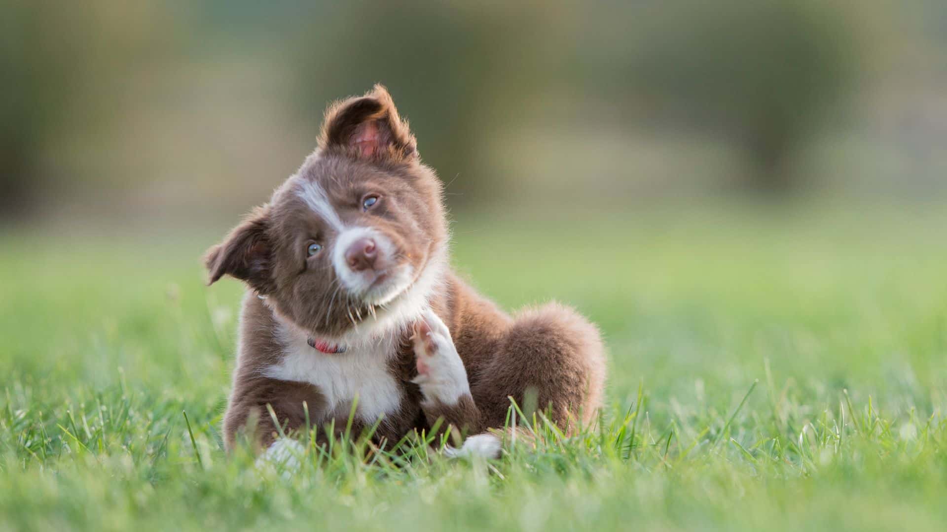 Border Collie For Adoption - Loving Border Collie For Adoption Dogs Looking for Forever Homes