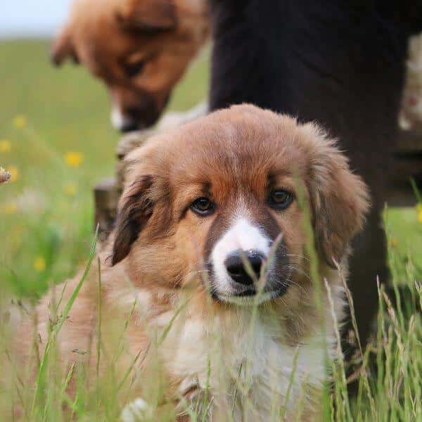 Border Collie Puppies & Dogs for Sale - Find Your Perfect Border Collie Puppies & Dogs Puppy