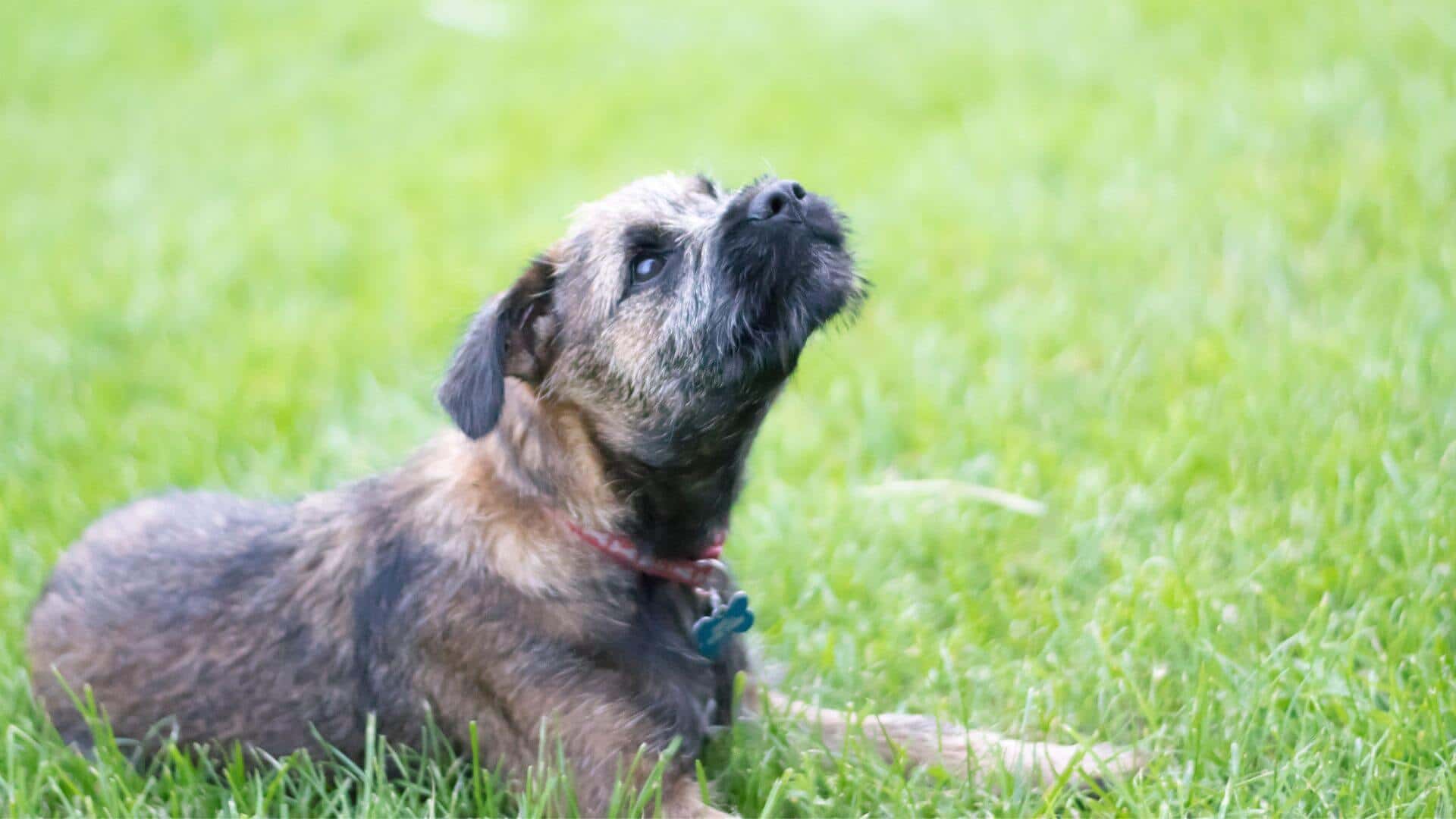Border Terrier Puppies & Dogs for Sale - Find Your Perfect Border Terrier Puppies & Dogs Puppy