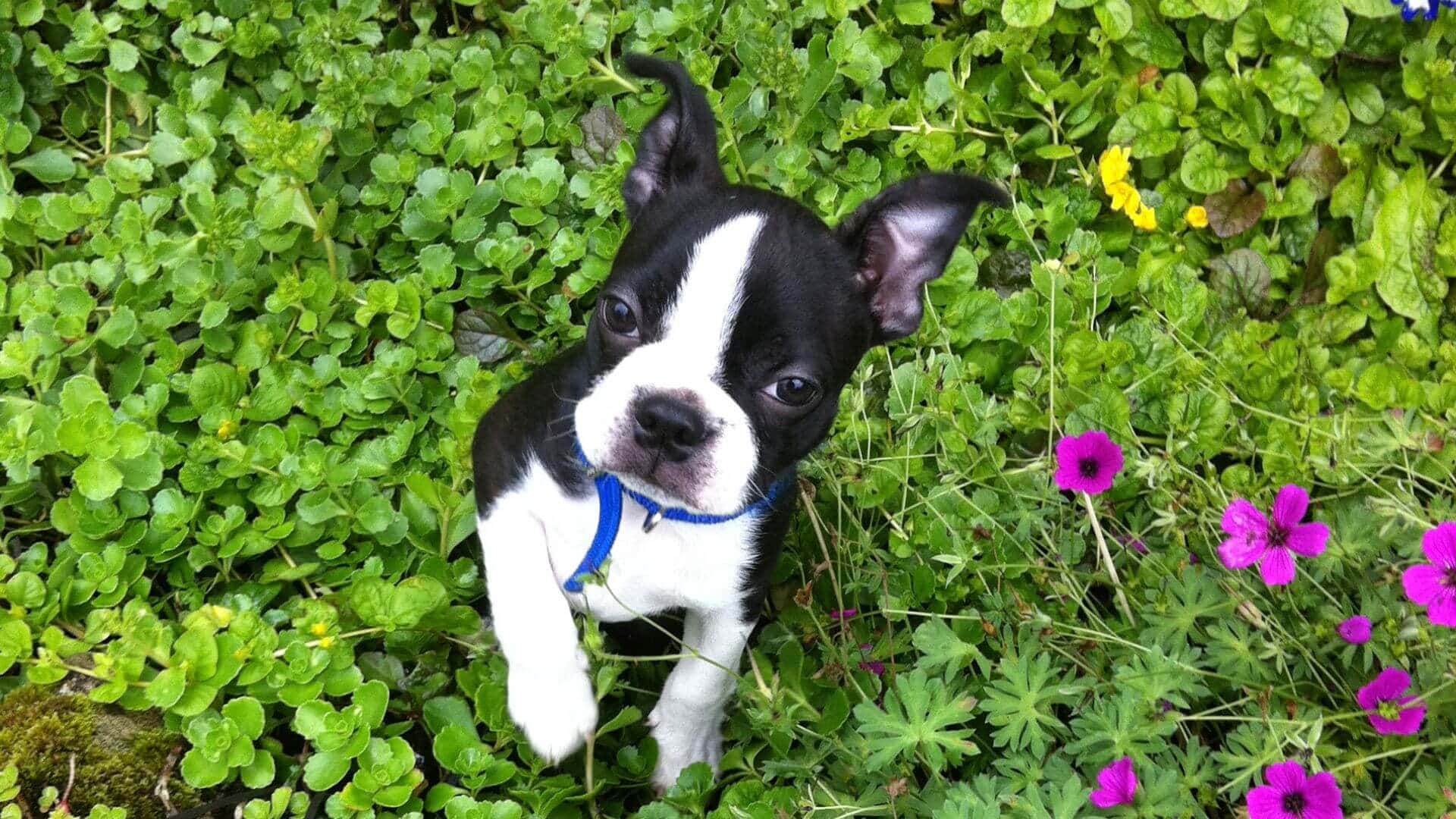 Boston Terrier For Adoption - Loving Boston Terrier For Adoption Dogs Looking for Forever Homes
