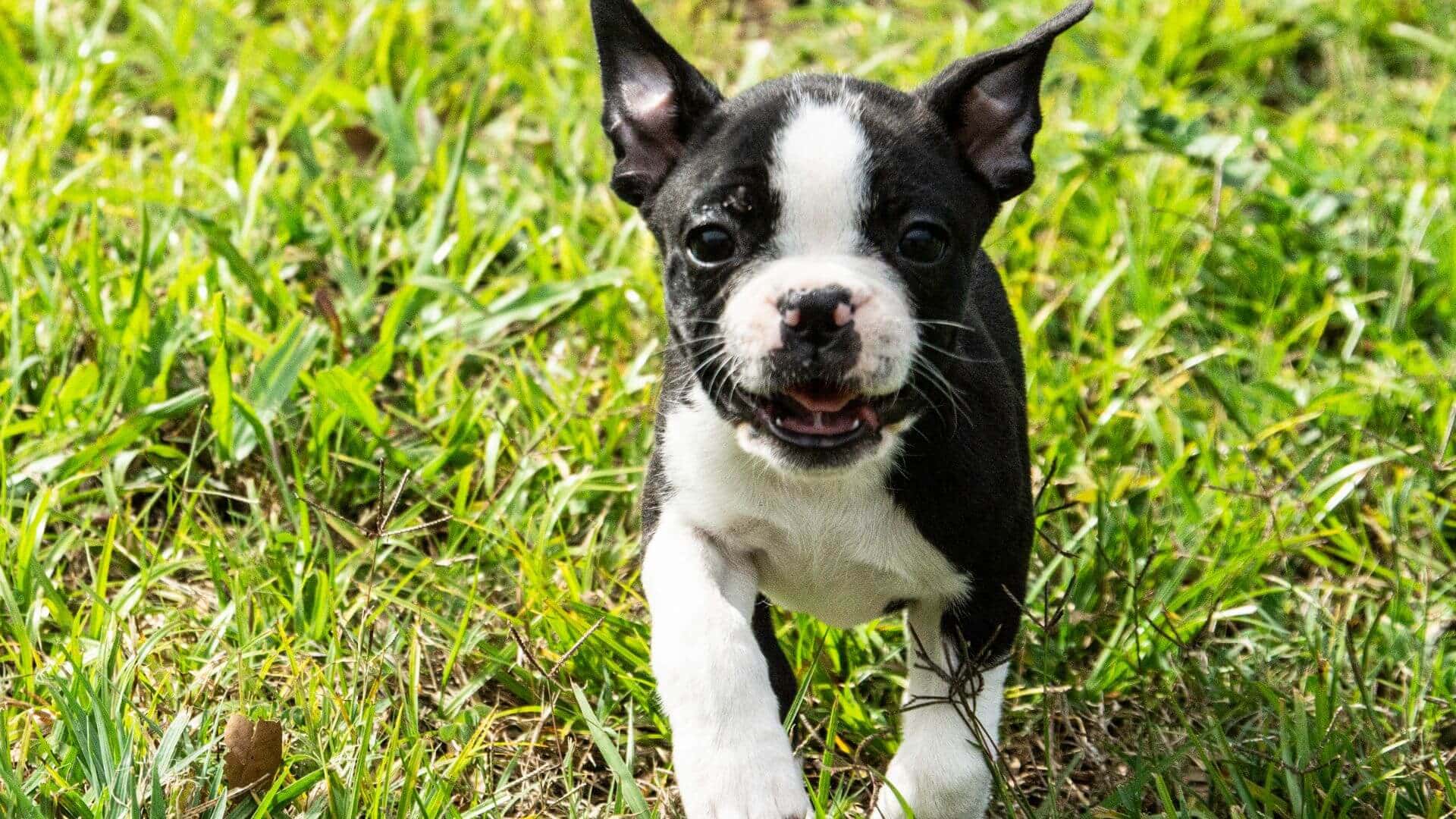 Boston Terrier Puppies & Dogs for Sale - Find Your Perfect Boston Terrier Puppies & Dogs Puppy