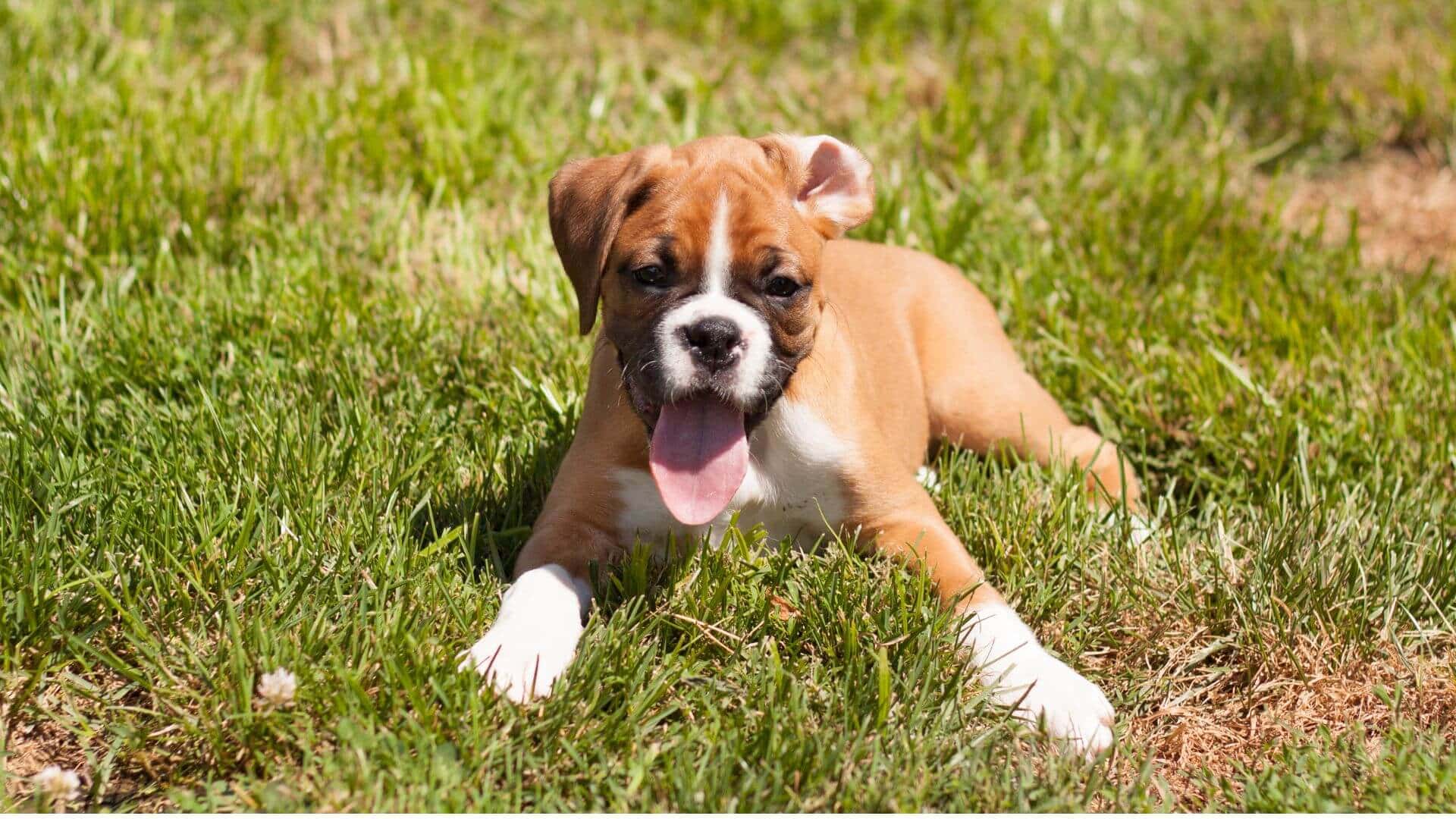 Boxer For Adoption - Loving Boxer For Adoption Dogs Looking for Forever Homes