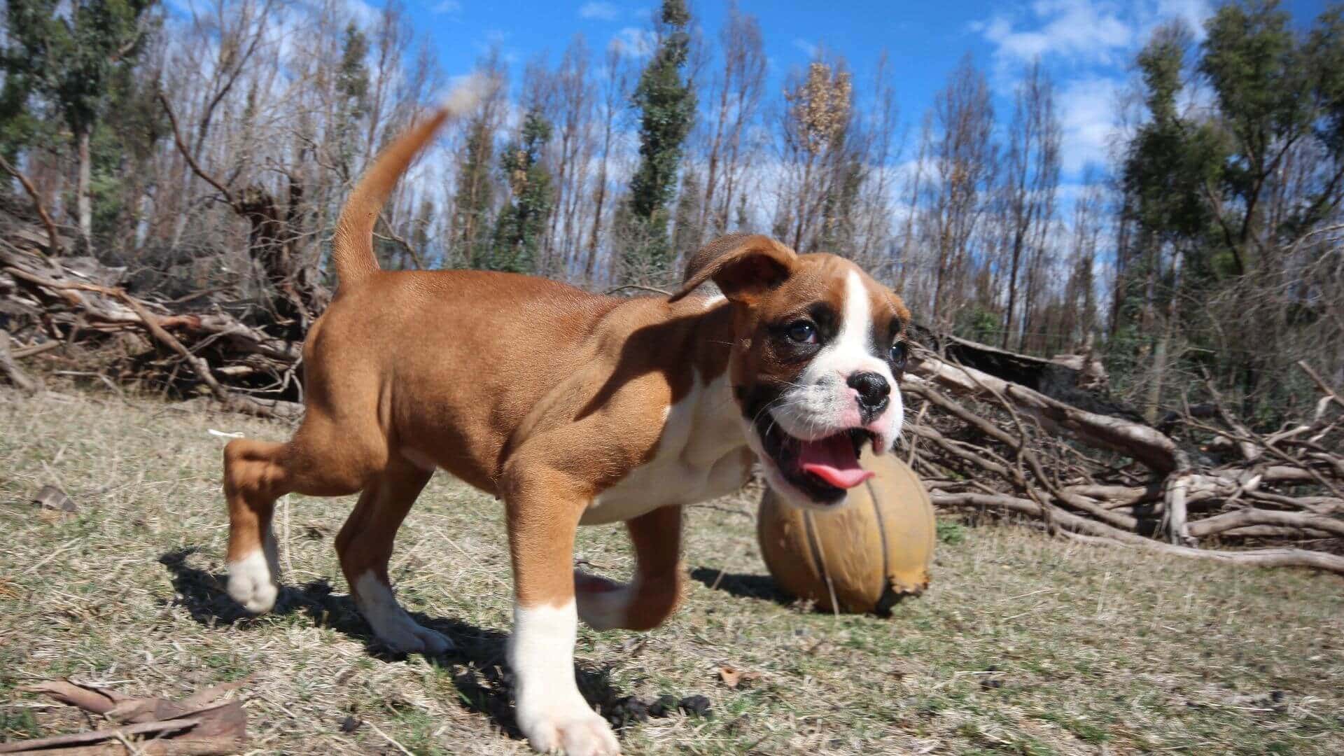 Boxer Puppies & Dogs for Sale - Find Your Perfect Boxer Puppies & Dogs Puppy