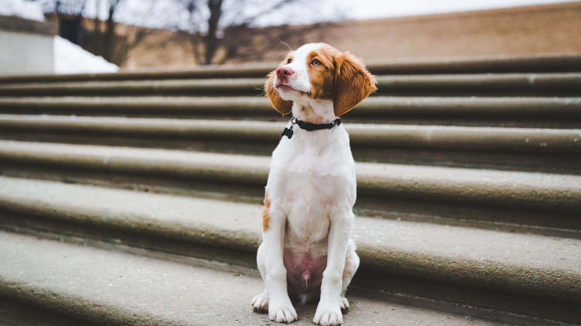 Brittany For Adoption - Loving Brittany For Adoption Dogs Looking for Forever Homes