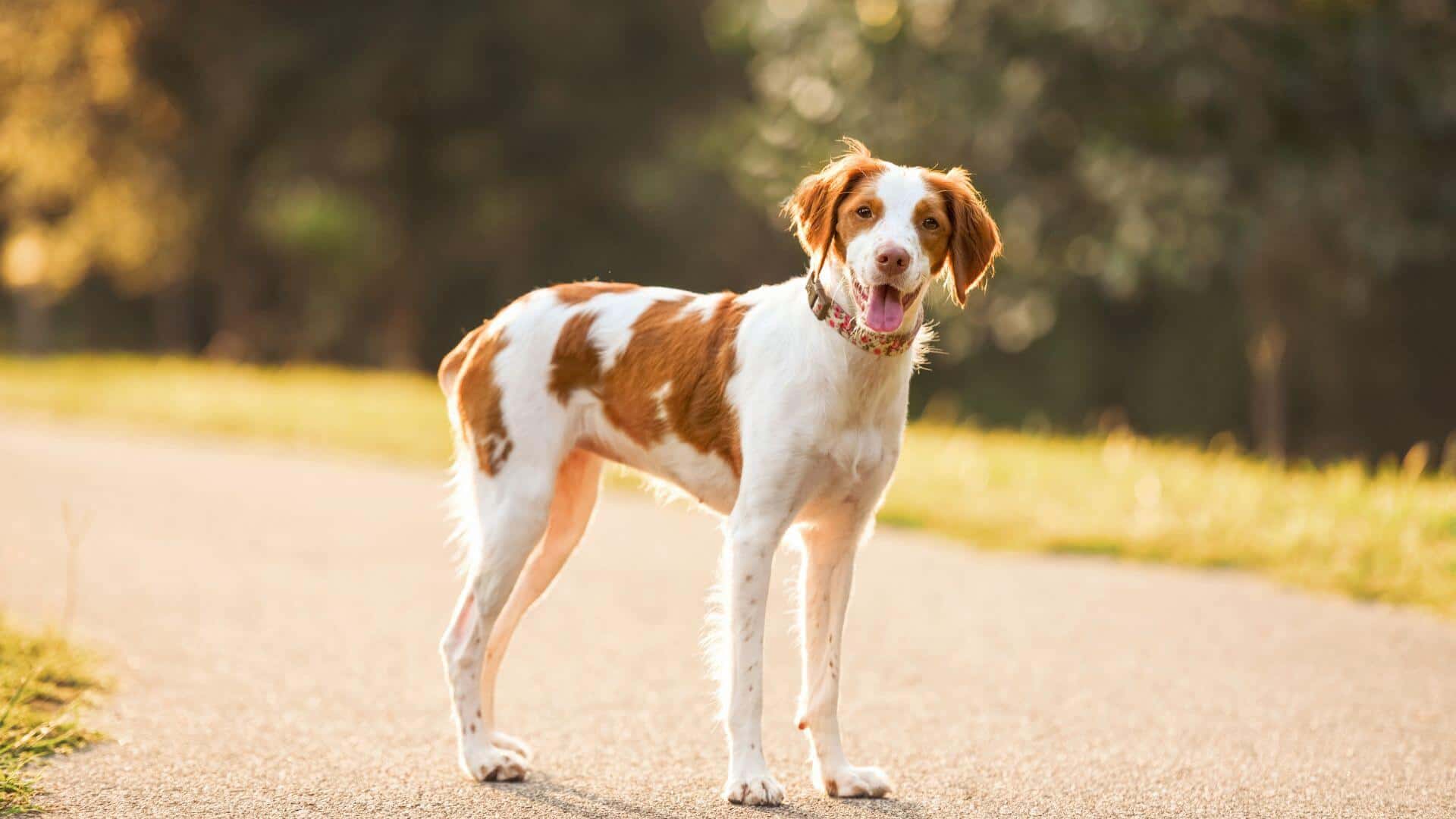 Brittany Puppies & Dogs for Sale - Find Your Perfect Brittany Puppies & Dogs Puppy