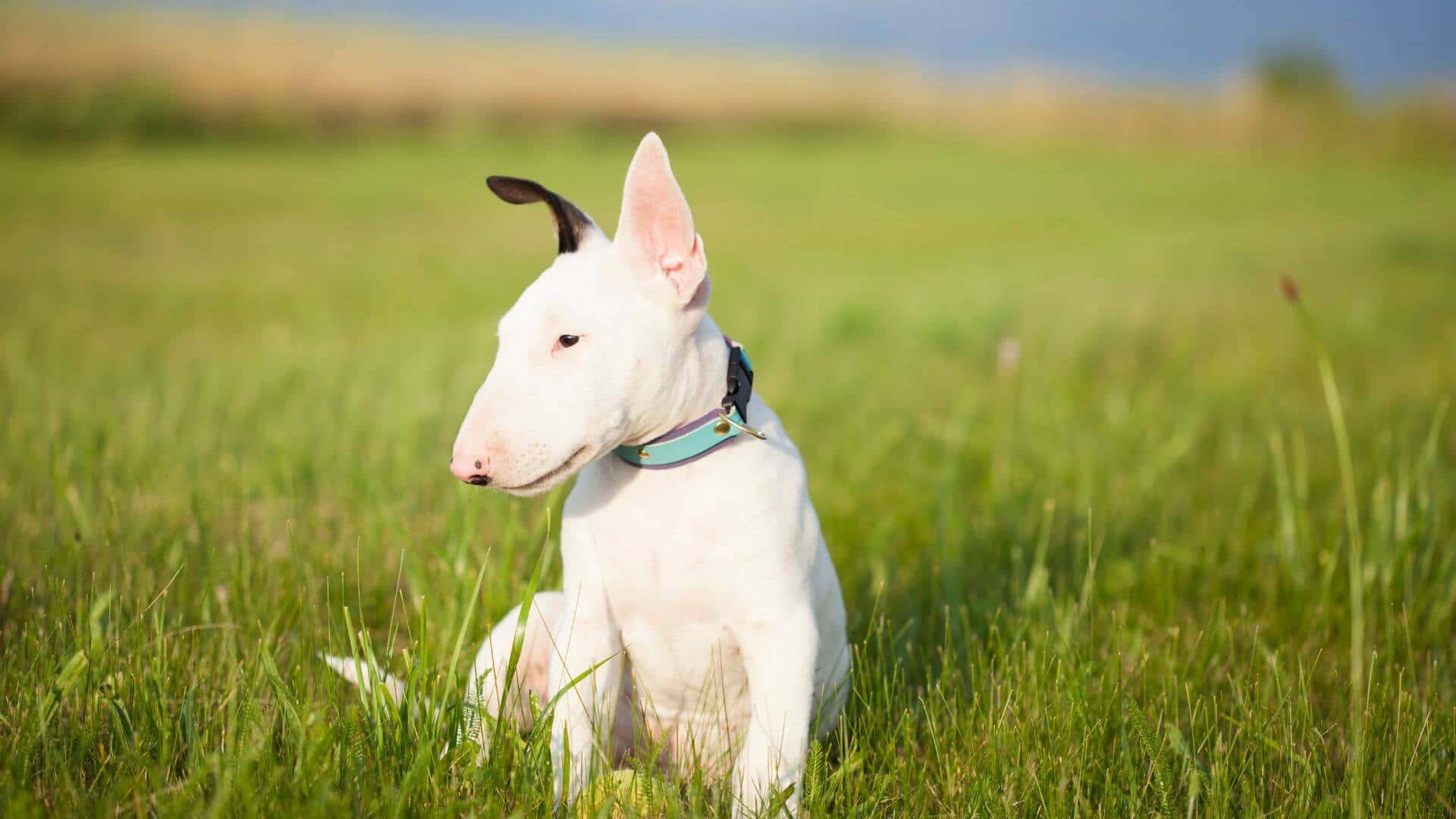 Bull Terrier Puppies & Dogs for Sale - Find Your Perfect Bull Terrier Puppies & Dogs Puppy