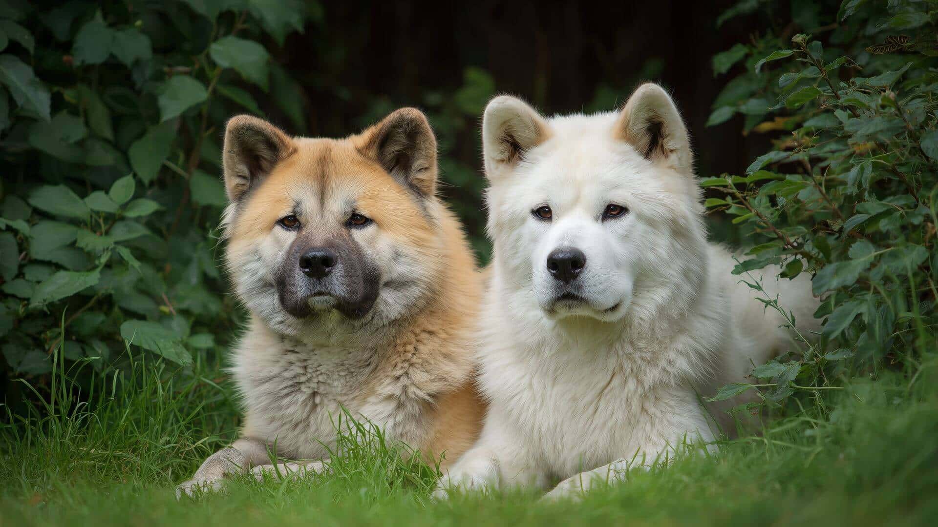 Akita breeding petmeetly