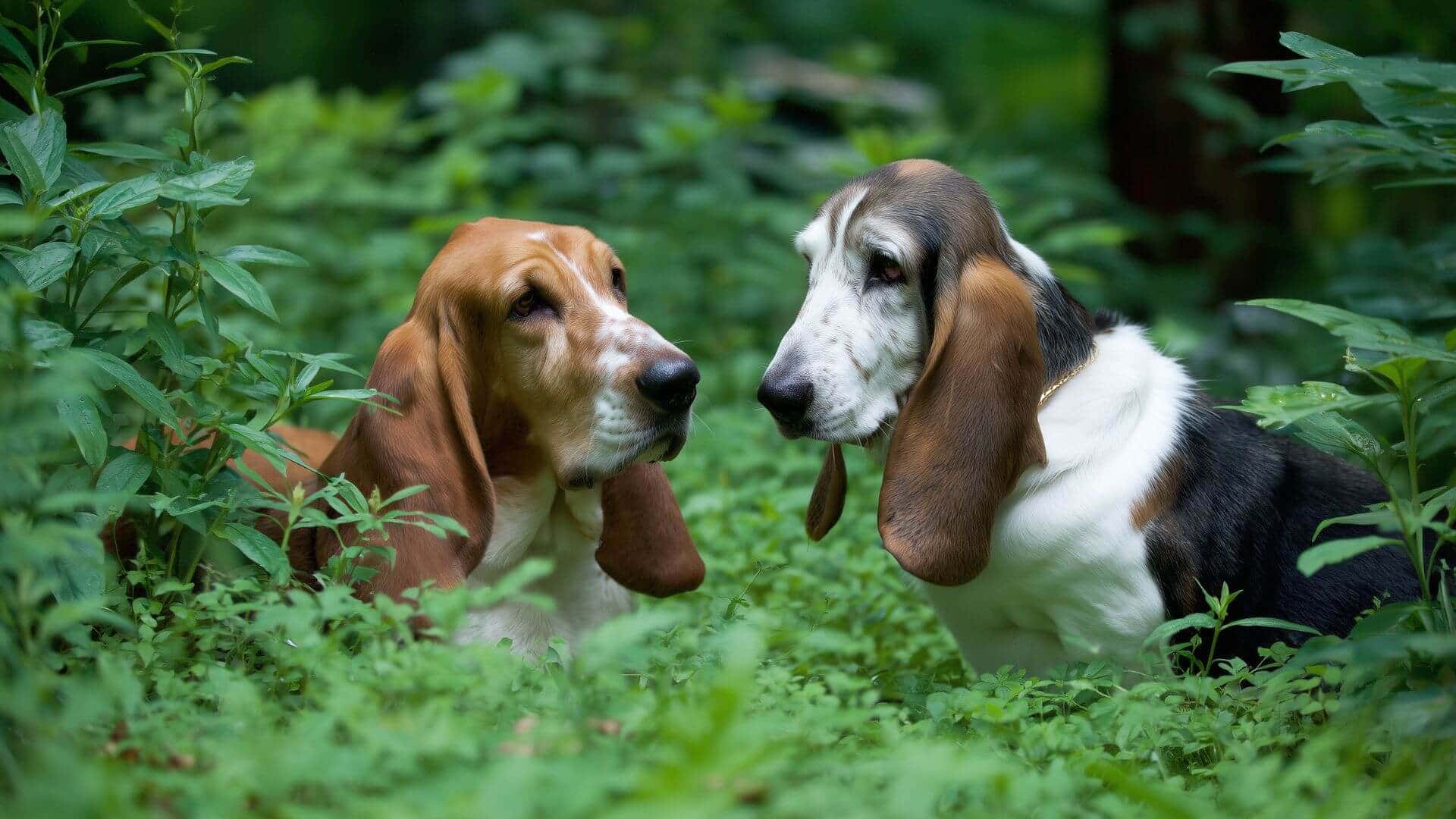 Basset hounds breeding petmeetly