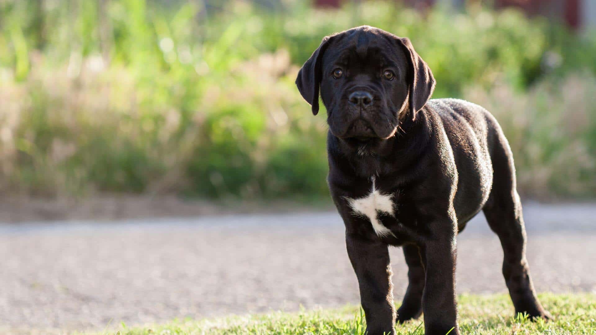 Cane Corso For Adoption - Loving Cane Corso For Adoption Dogs Looking for Forever Homes
