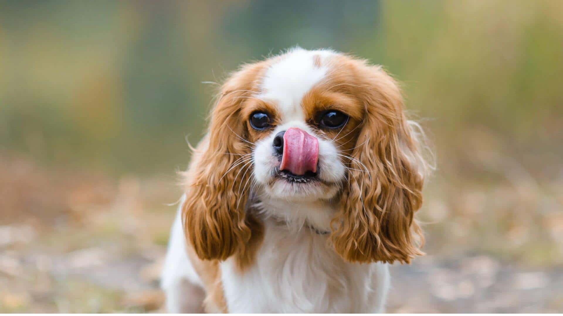Cavalier King Charles Spaniel For Adoption - Loving Cavalier King Charles Spaniel For Adoption Dogs Looking for Forever Homes