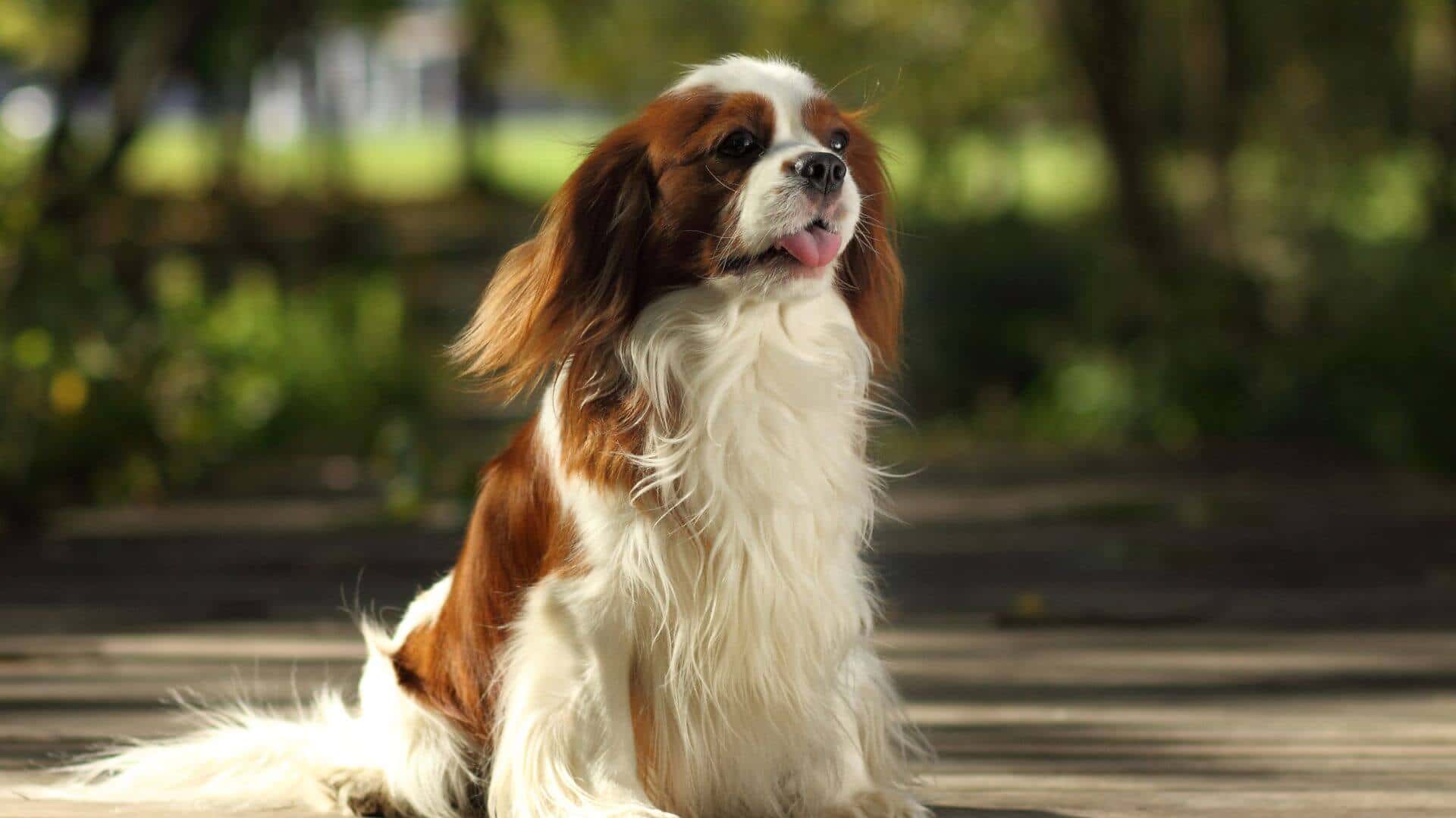 Cavalier King Charles Spaniel Puppies & Dogs for Sale - Find Your Perfect Cavalier King Charles Spaniel Puppies & Dogs Puppy