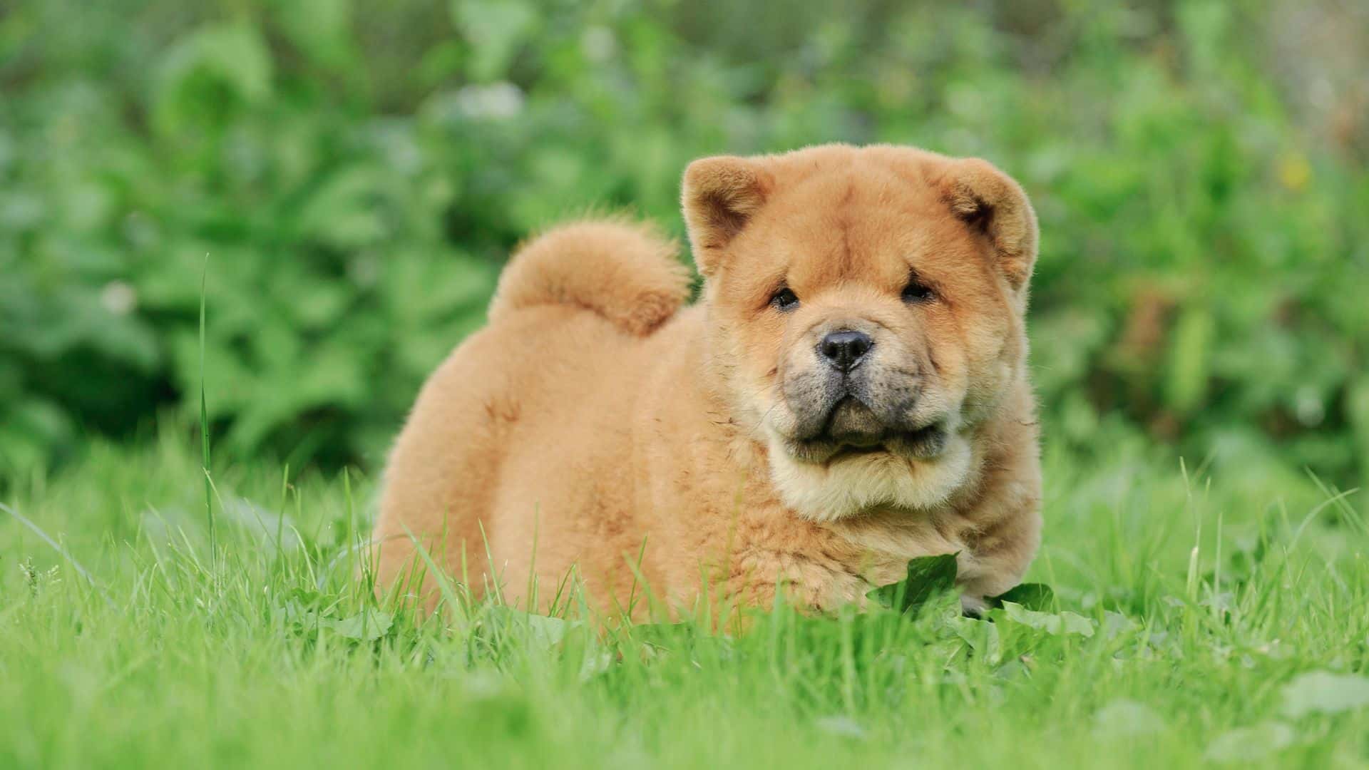 Chow Chow For Adoption - Loving Chow Chow For Adoption Dogs Looking for Forever Homes