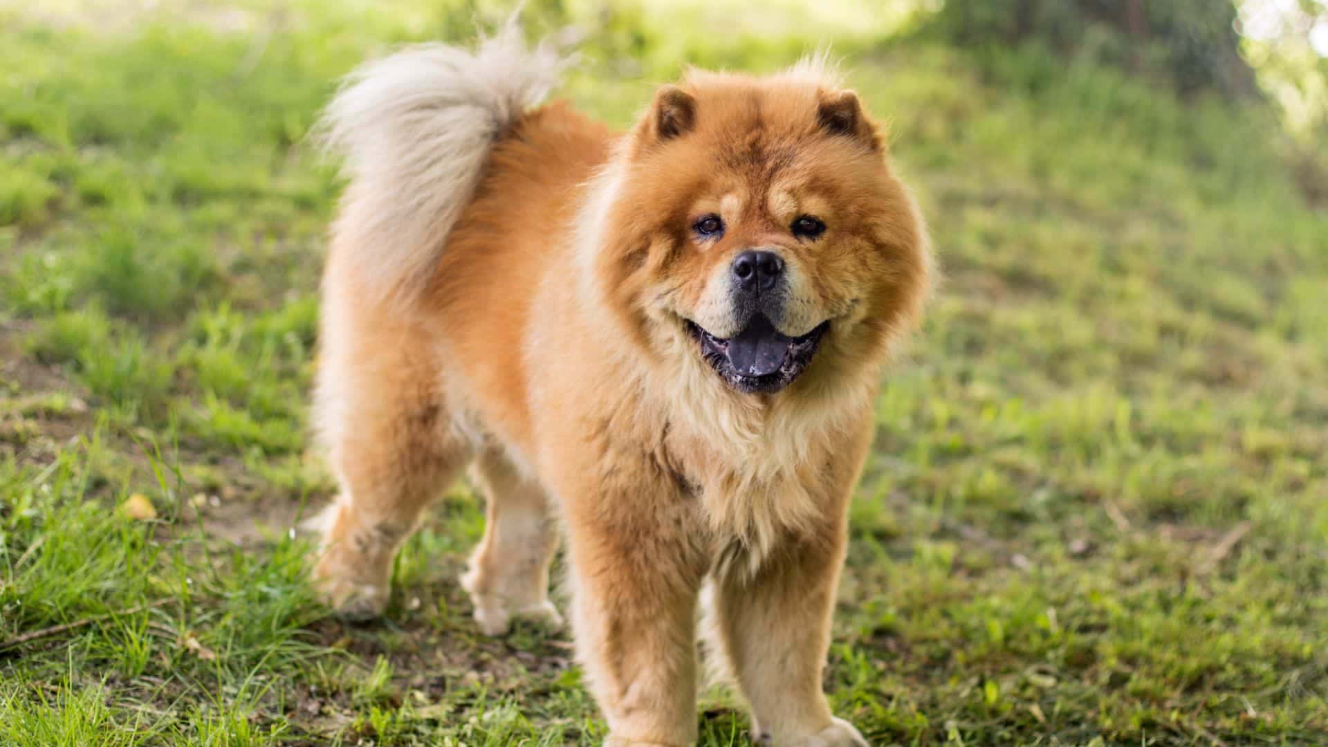 Chow Chow Puppies & Dogs for Sale - Find Your Perfect Chow Chow Puppies & Dogs Puppy