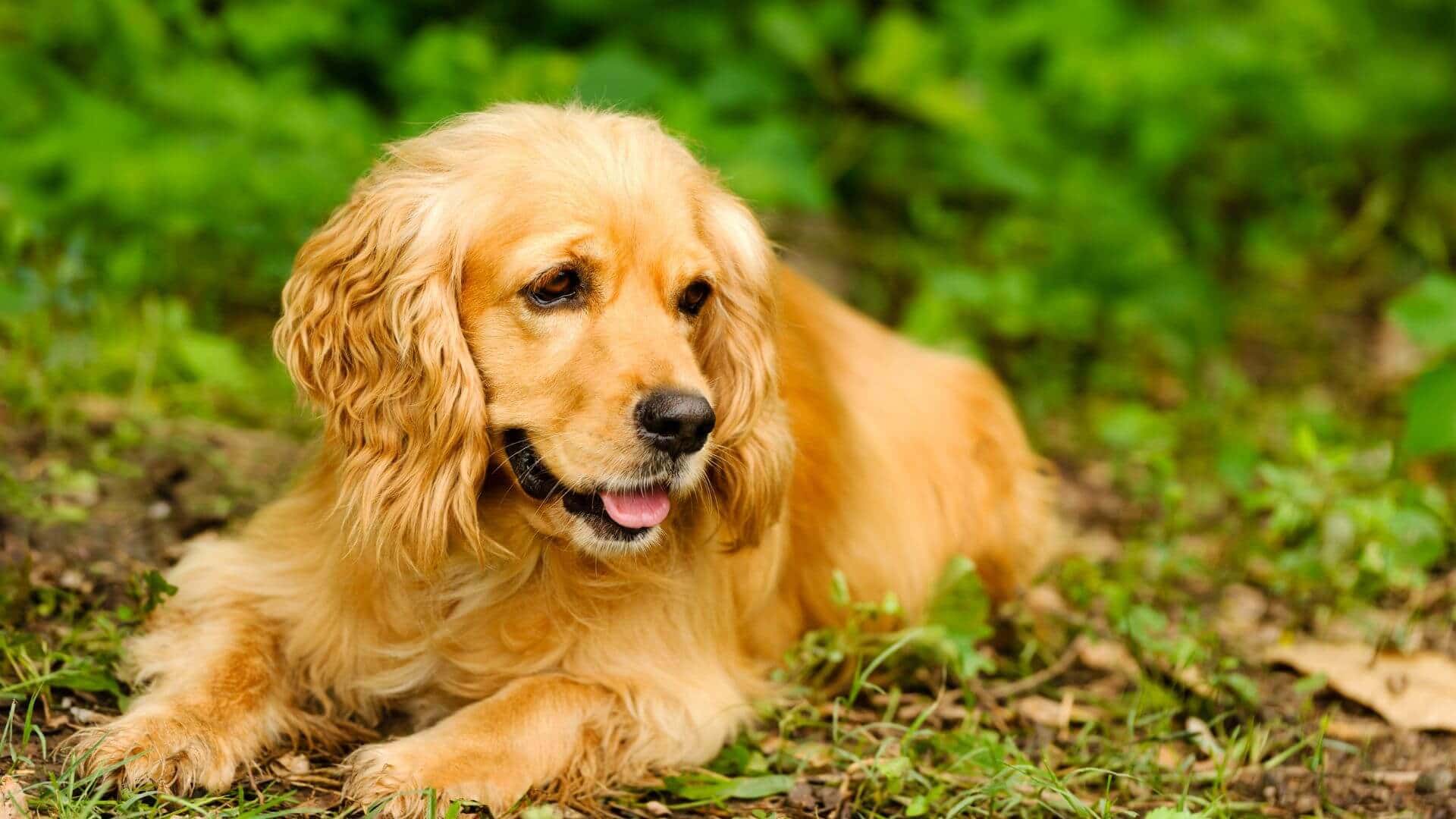 Cocker Spaniel For Adoption - Loving Cocker Spaniel For Adoption Dogs Looking for Forever Homes