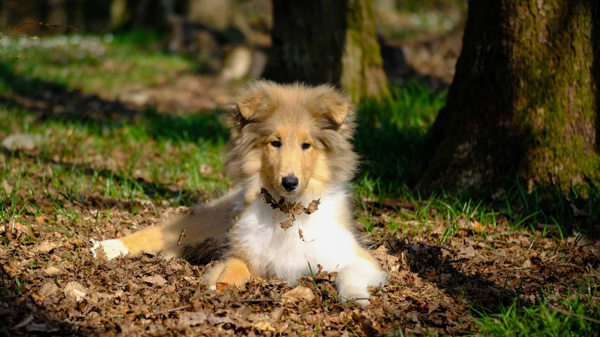 Collie For Adoption - Loving Collie For Adoption Dogs Looking for Forever Homes