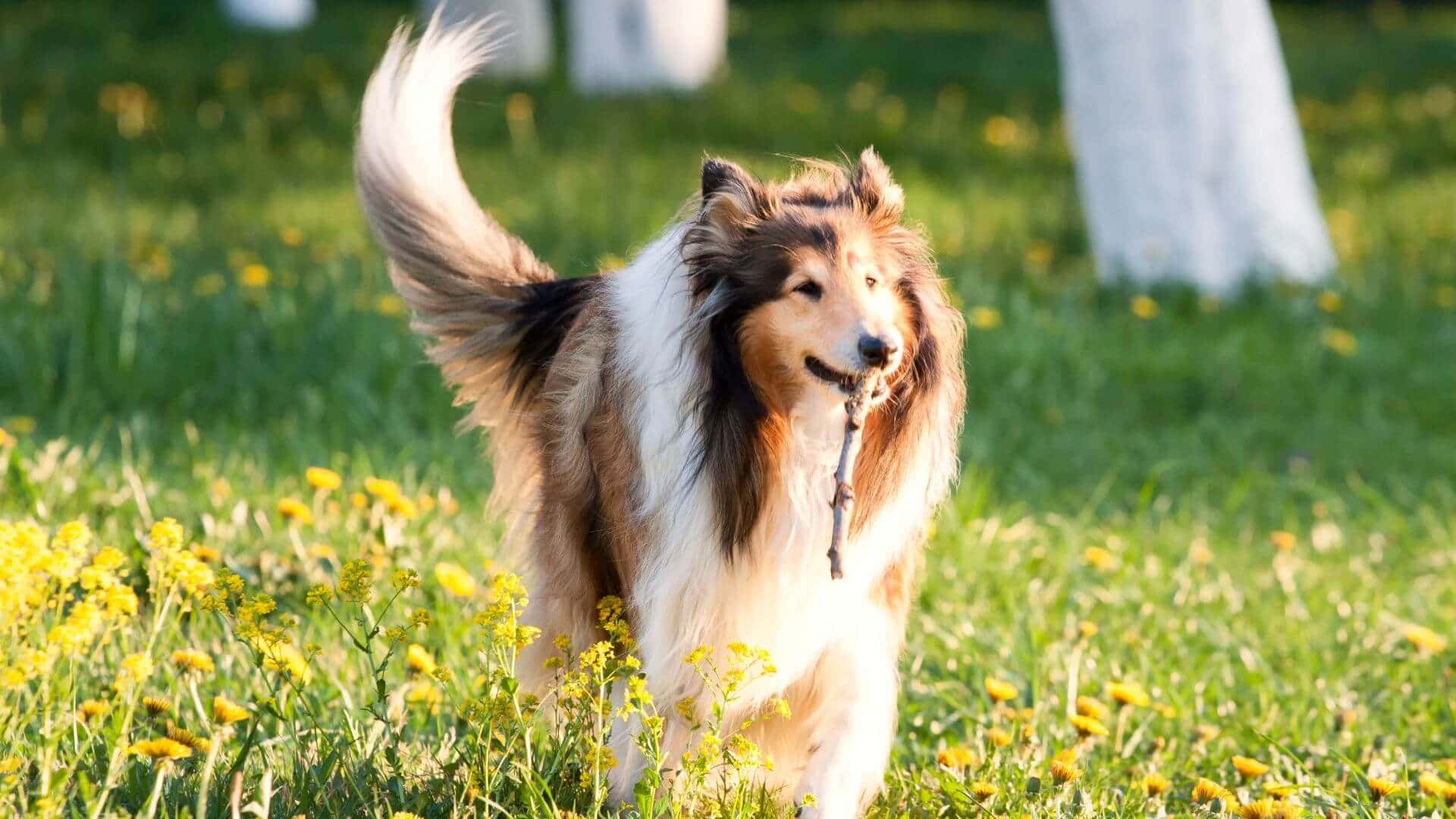 Collie Puppies & Dogs for Sale - Find Your Perfect Collie Puppies & Dogs Puppy