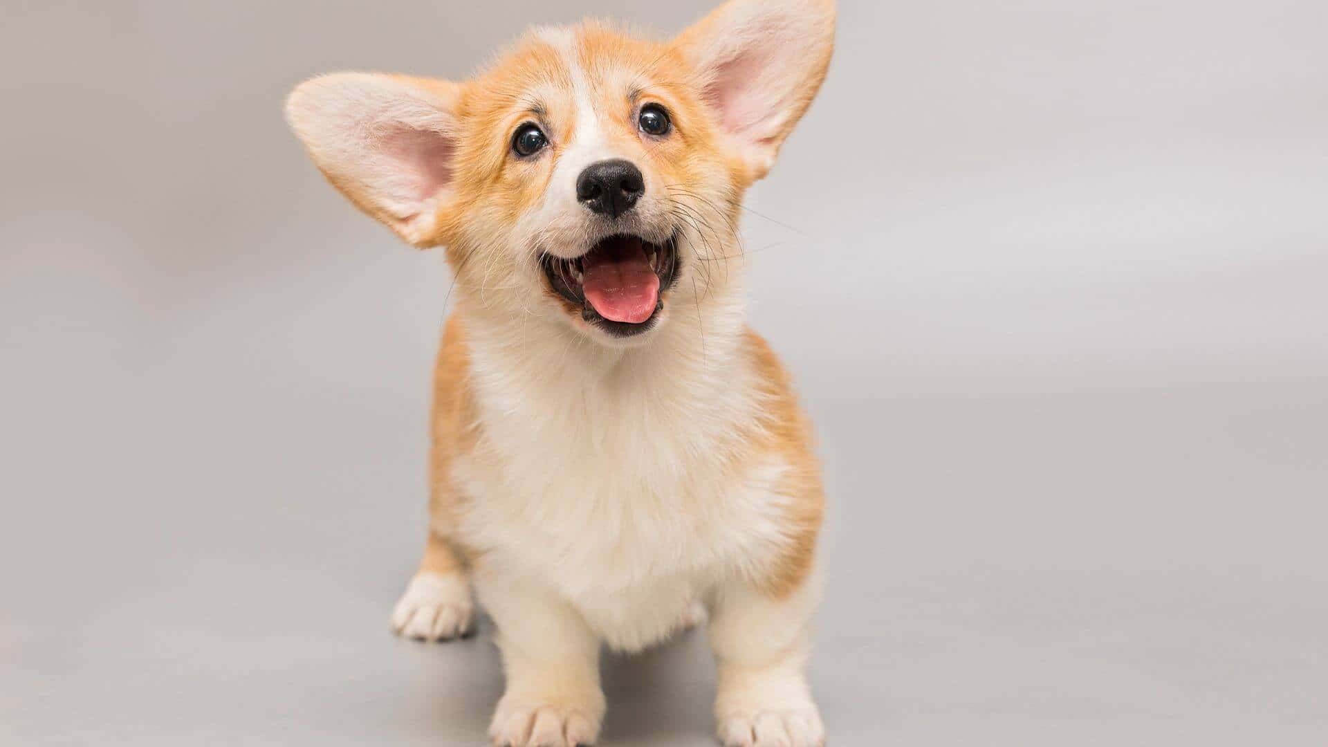 Welsh Corgi For Adoption - Loving Welsh Corgi For Adoption Dogs Looking for Forever Homes