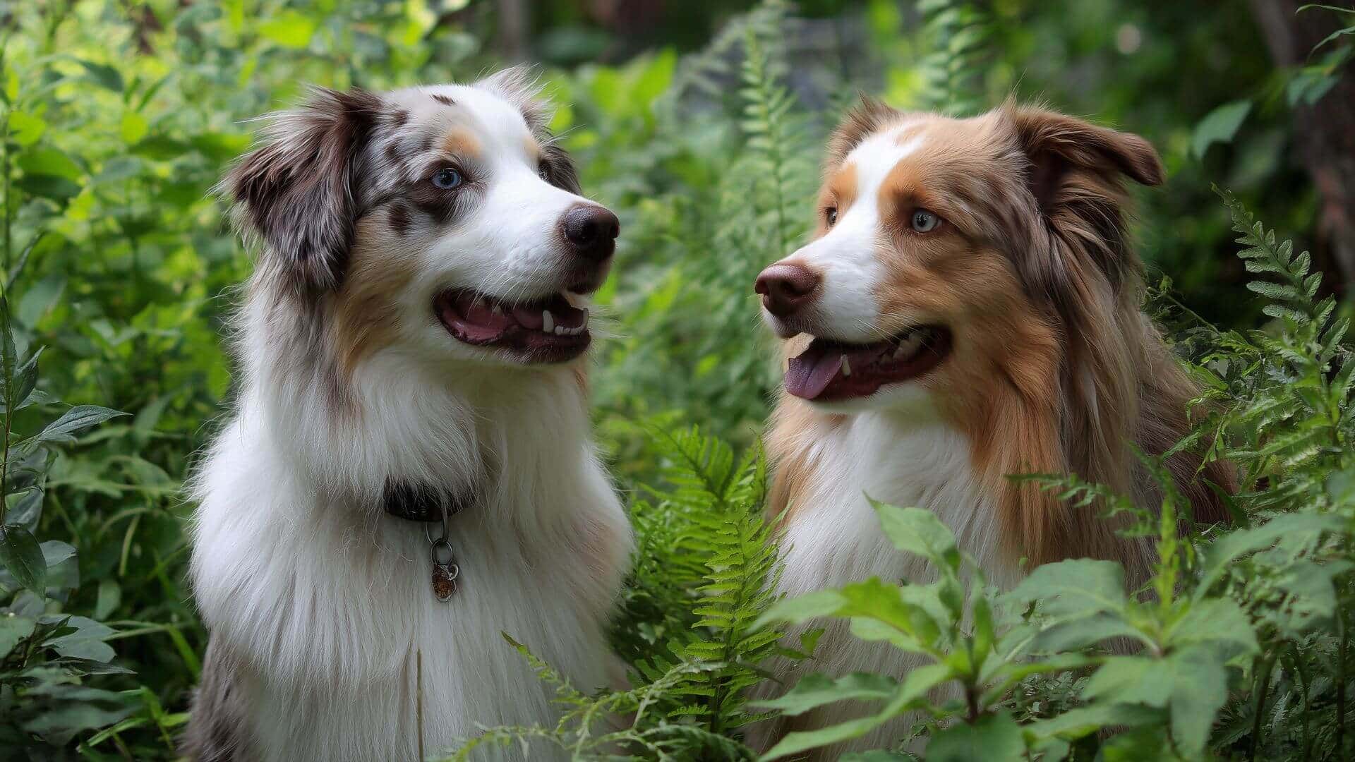 Australian Shepherd breeding