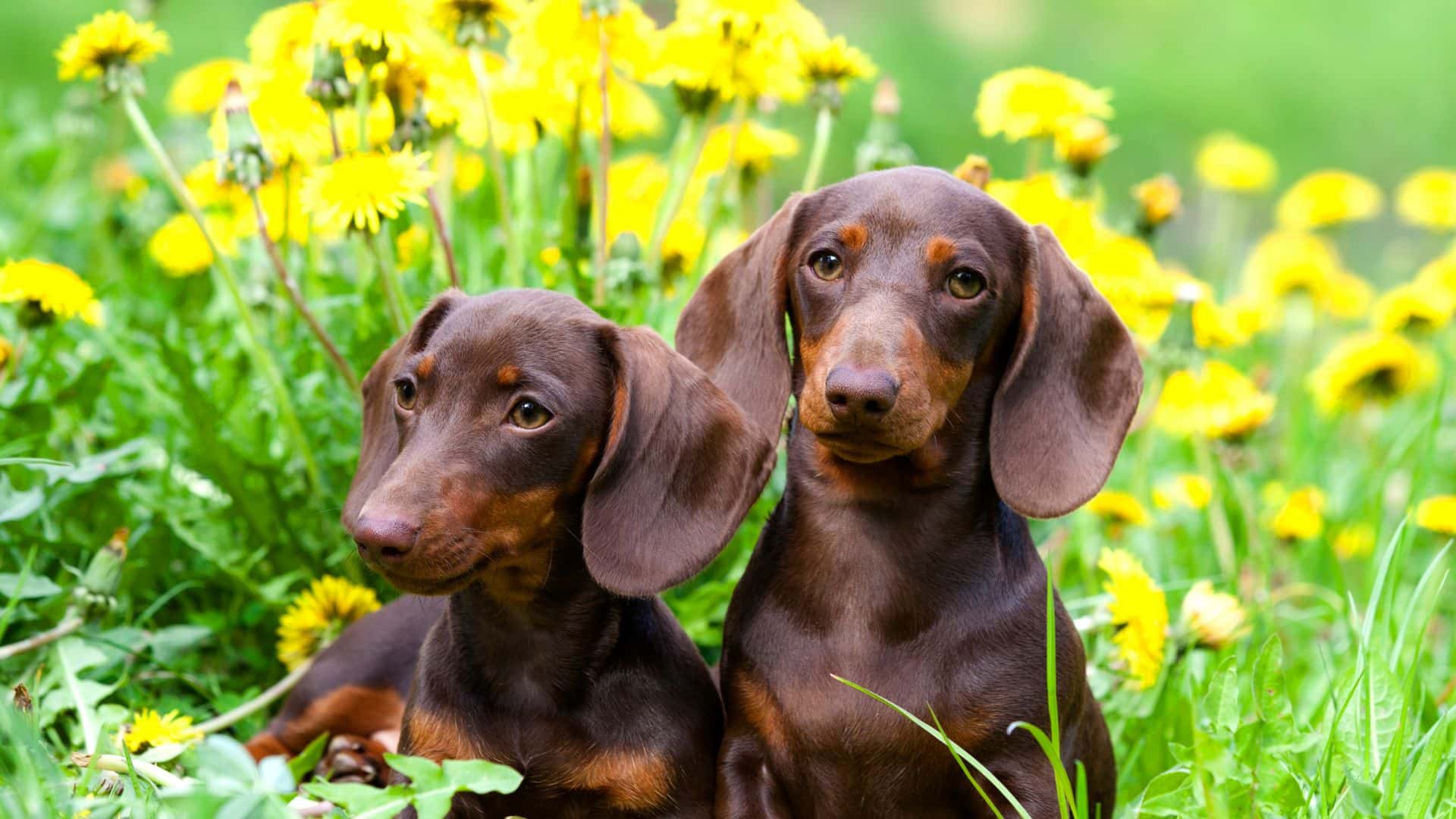 Dachshund For Adoption - Loving Dachshund For Adoption Dogs Looking for Forever Homes