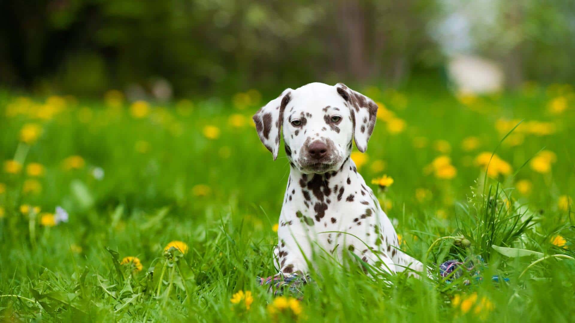Dalmatian For Adoption - Loving Dalmatian For Adoption Dogs Looking for Forever Homes