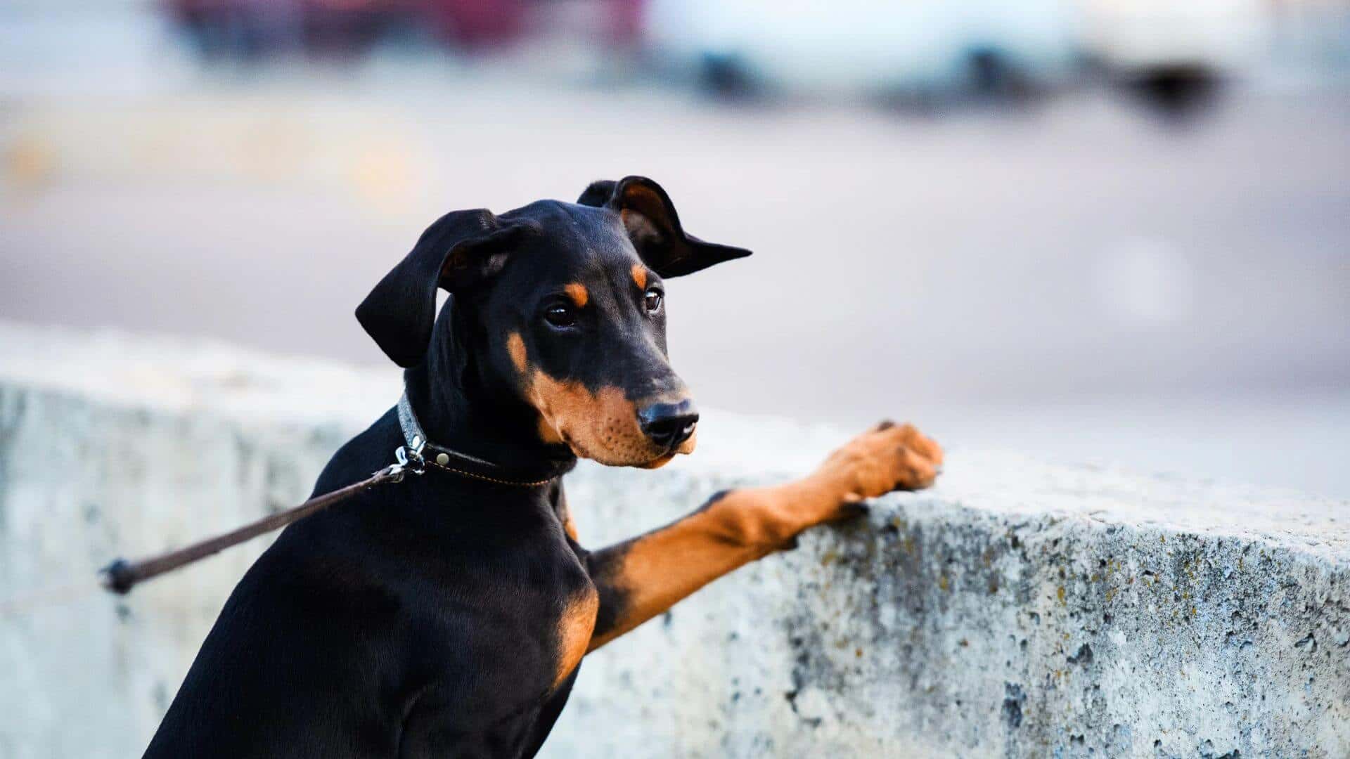 Doberman For Adoption - Loving Doberman For Adoption Dogs Looking for Forever Homes