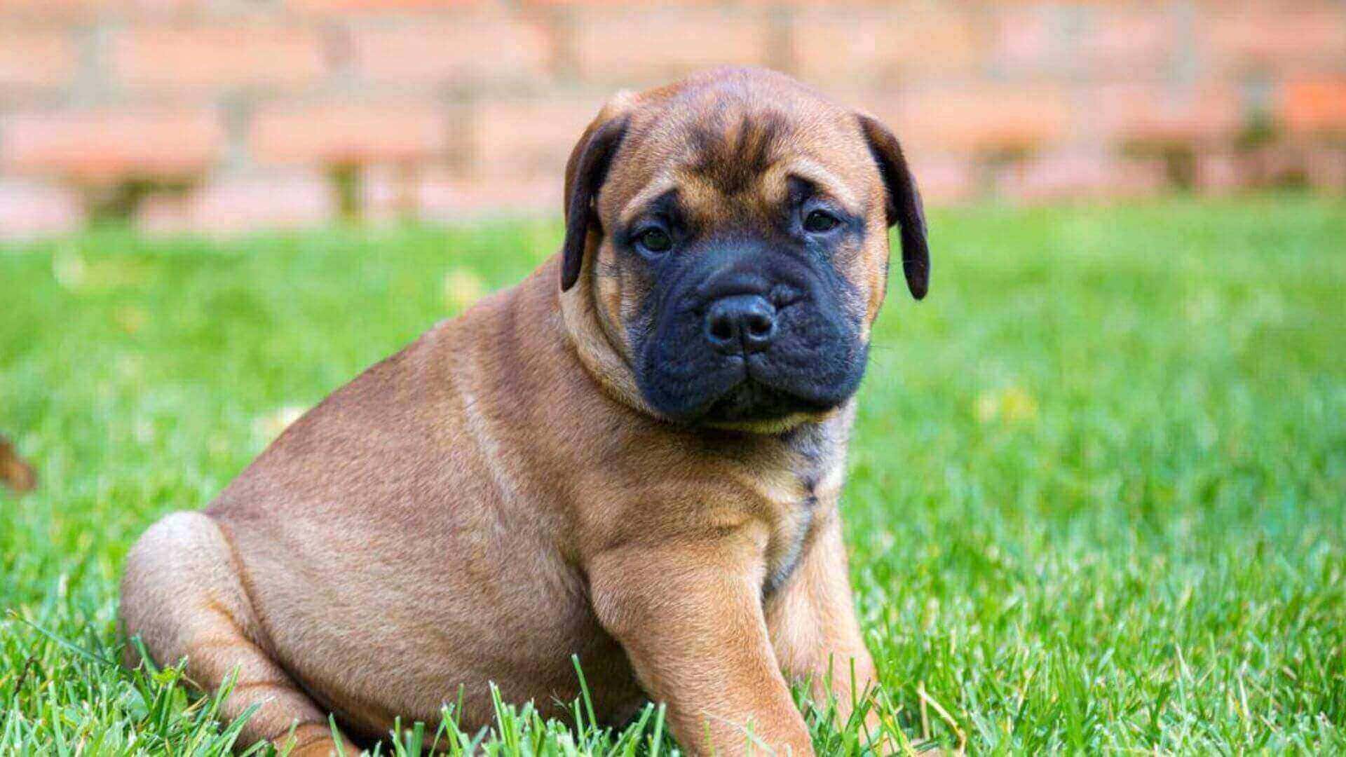 English Mastiff Puppies & Dogs for Sale - Find Your Perfect English Mastiff Puppies & Dogs Puppy