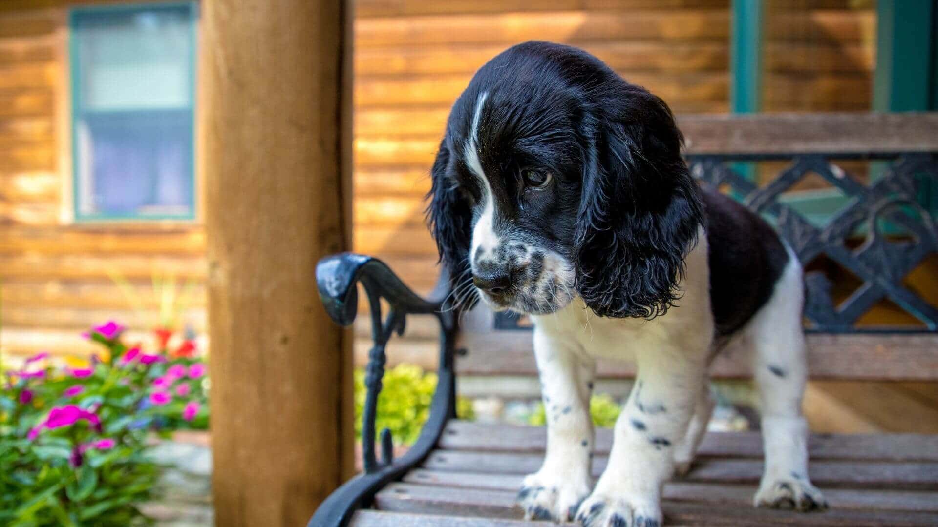 English Springer Spaniel For Adoption - Loving English Springer Spaniel For Adoption Dogs Looking for Forever Homes