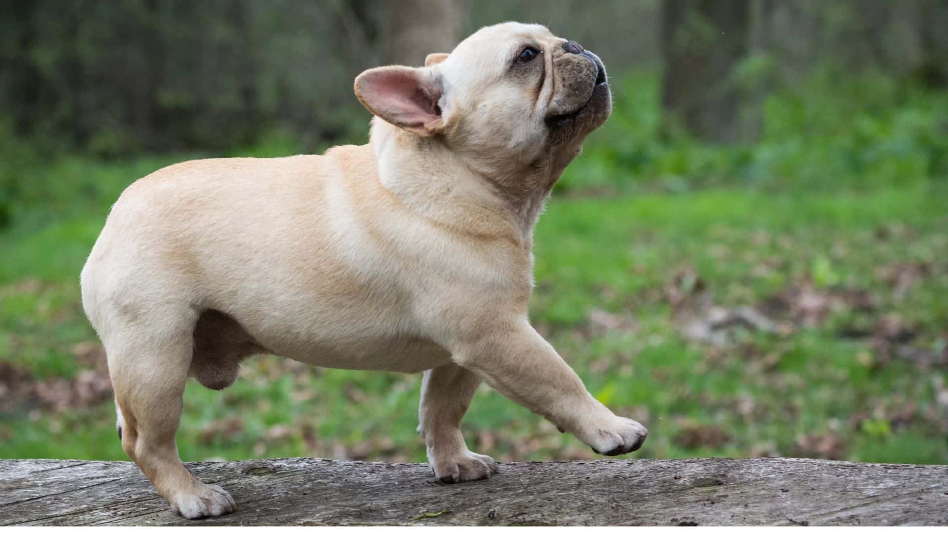 French Bulldog For Adoption - Loving French Bulldog For Adoption Dogs Looking for Forever Homes