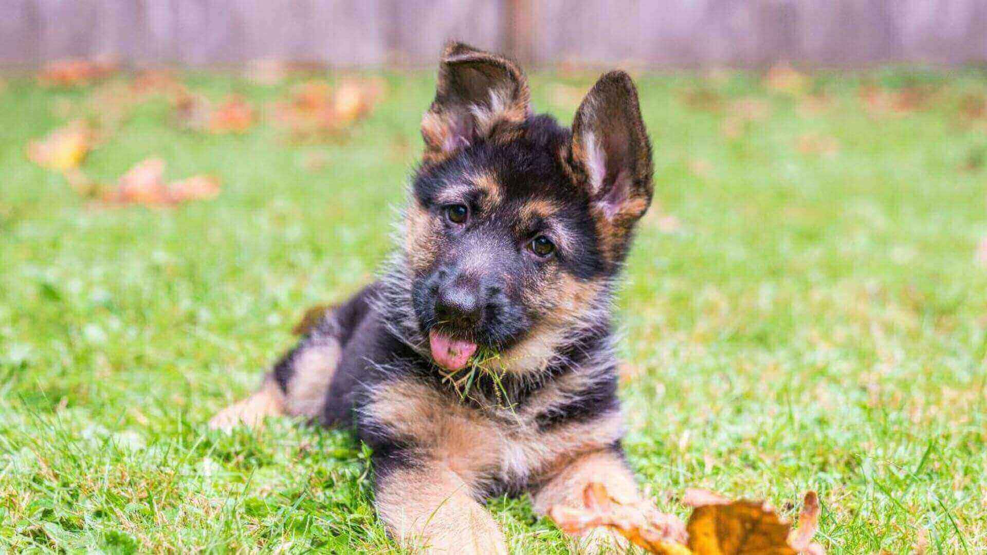 German Shepherd Puppies & Dogs for Sale - Find Your Perfect German Shepherd Puppies & Dogs Puppy