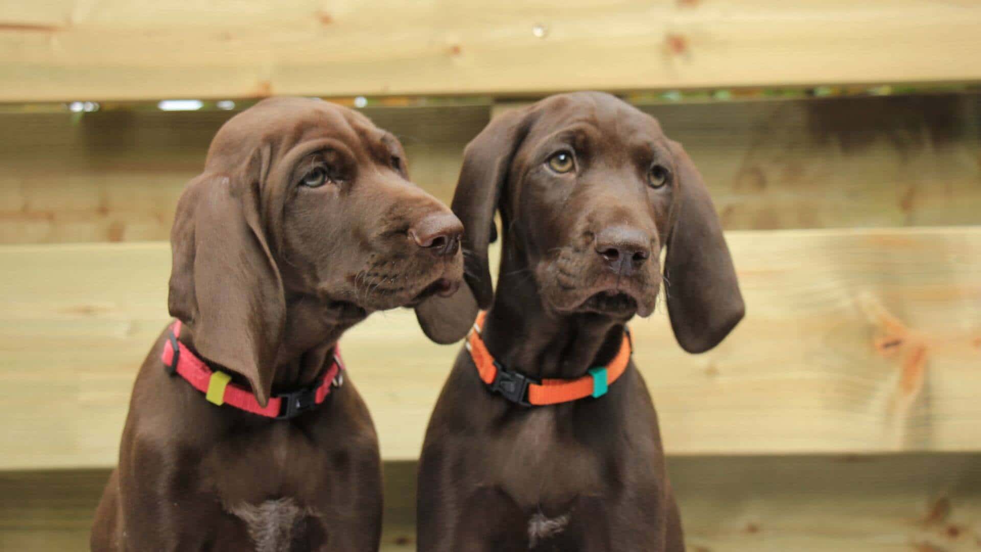 German Shorthaired Pointer For Adoption - Loving German Shorthaired Pointer For Adoption Dogs Looking for Forever Homes