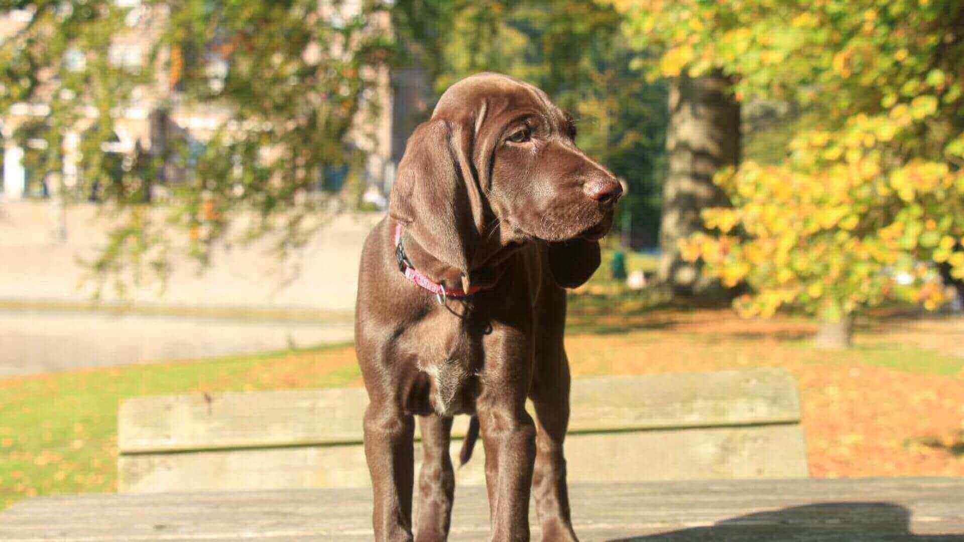 German Shorthaired Pointer Puppies & Dogs for Sale - Find Your Perfect German Shorthaired Pointer Puppies & Dogs Puppy
