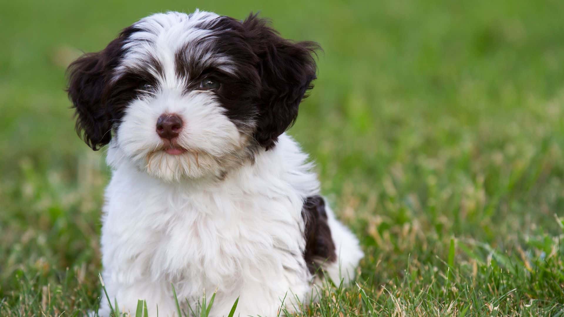 Havanese For Adoption - Loving Havanese For Adoption Dogs Looking for Forever Homes