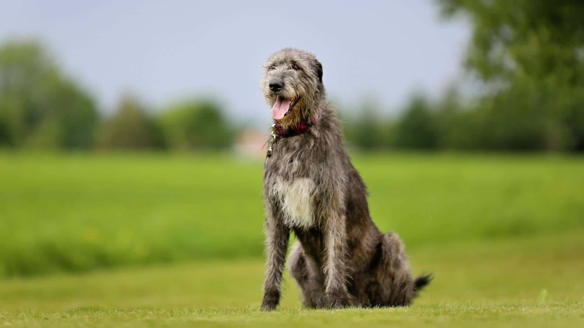 Irish Wolfhound Puppies & Dogs for Sale - Find Your Perfect Irish Wolfhound Puppies & Dogs Puppy