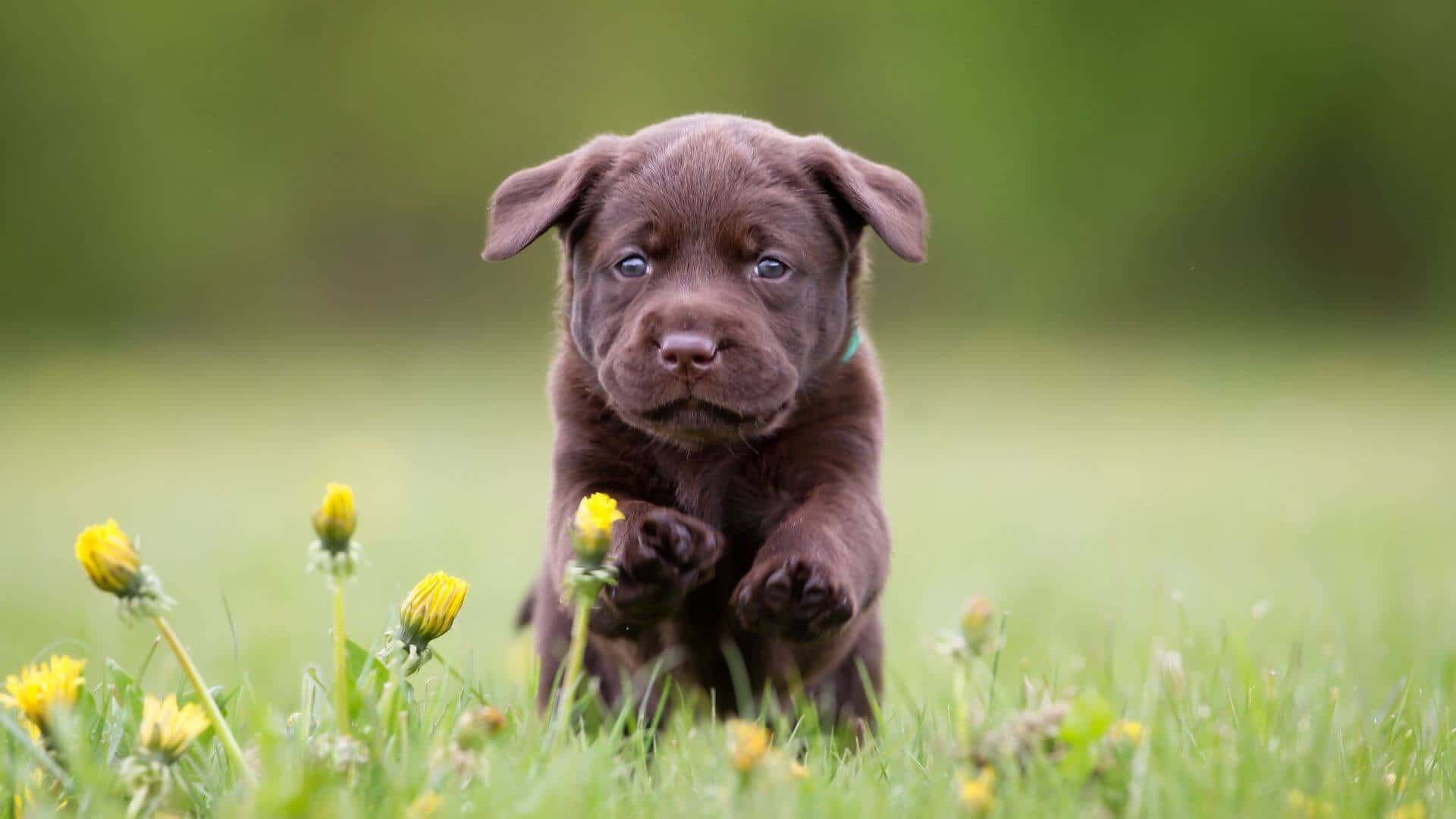 Labrador Retriever For Adoption - Loving Labrador Retriever For Adoption Dogs Looking for Forever Homes