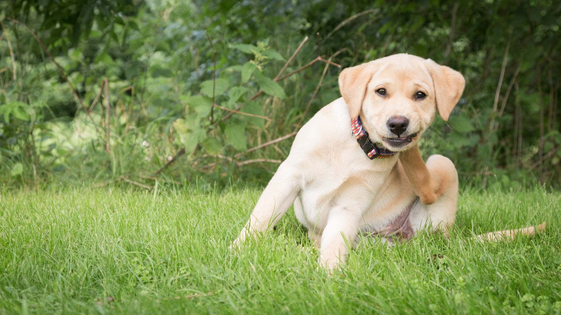 Labrador Retriever Puppies & Dogs for Sale - Find Your Perfect Labrador Retriever Puppies & Dogs Puppy