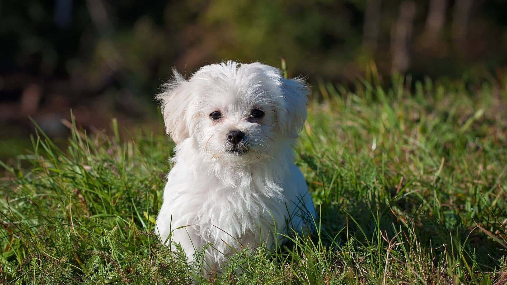 Maltese For Adoption - Loving Maltese For Adoption Dogs Looking for Forever Homes